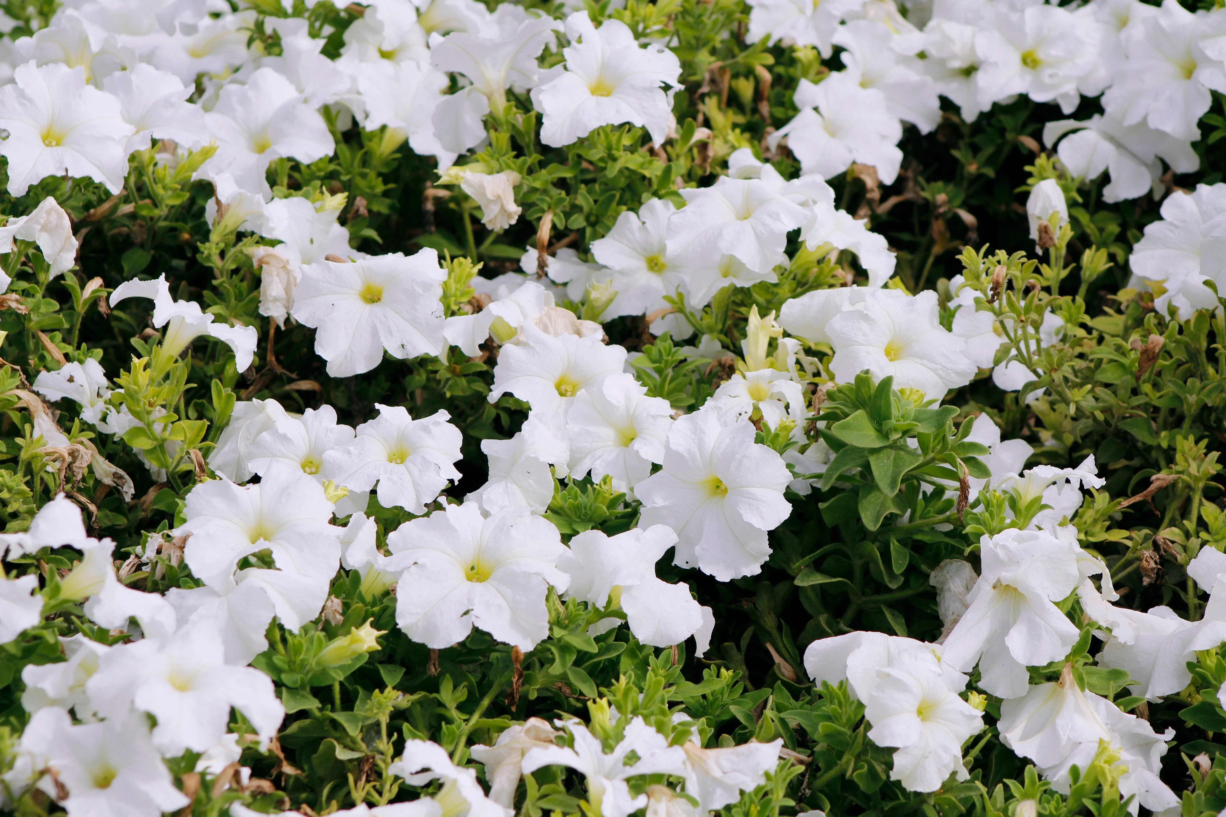 25 WHITE PETUNIA Grandiflora Flower Seeds - Image 4
