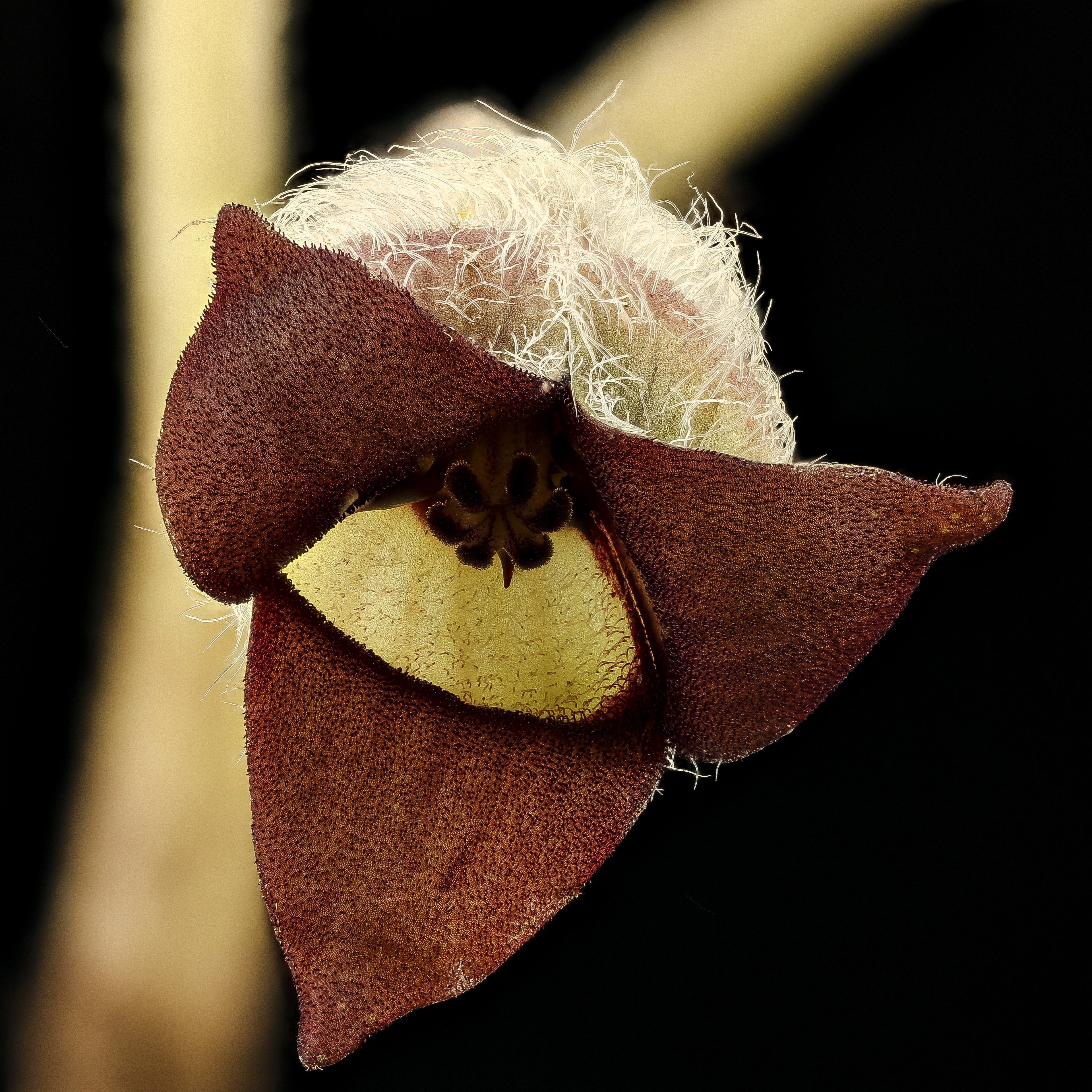 25 WILD GINGER Asarum Canadense Canadian Heart Snakeroot Flower Herb Seeds - Image 4
