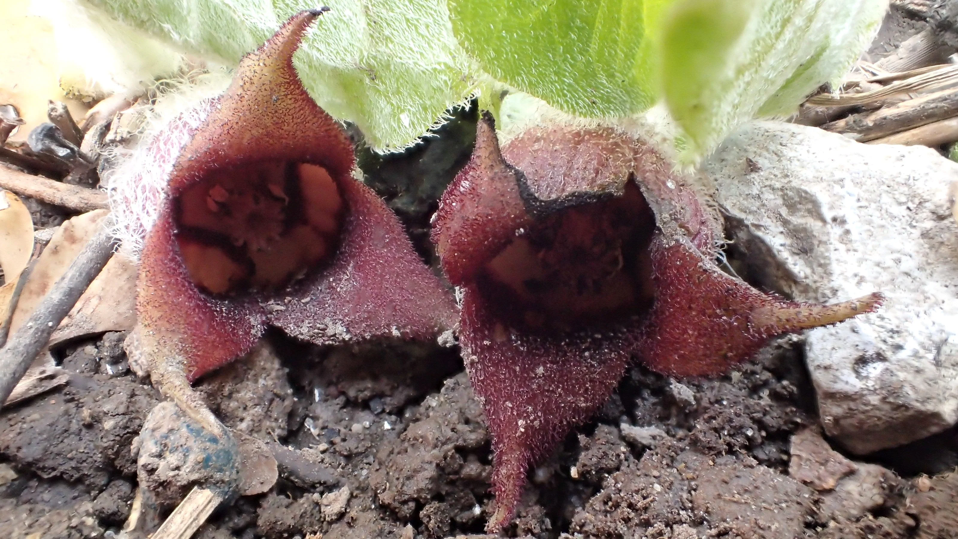 25 WILD GINGER Asarum Canadense Canadian Heart Snakeroot Flower Herb Seeds - Image 8