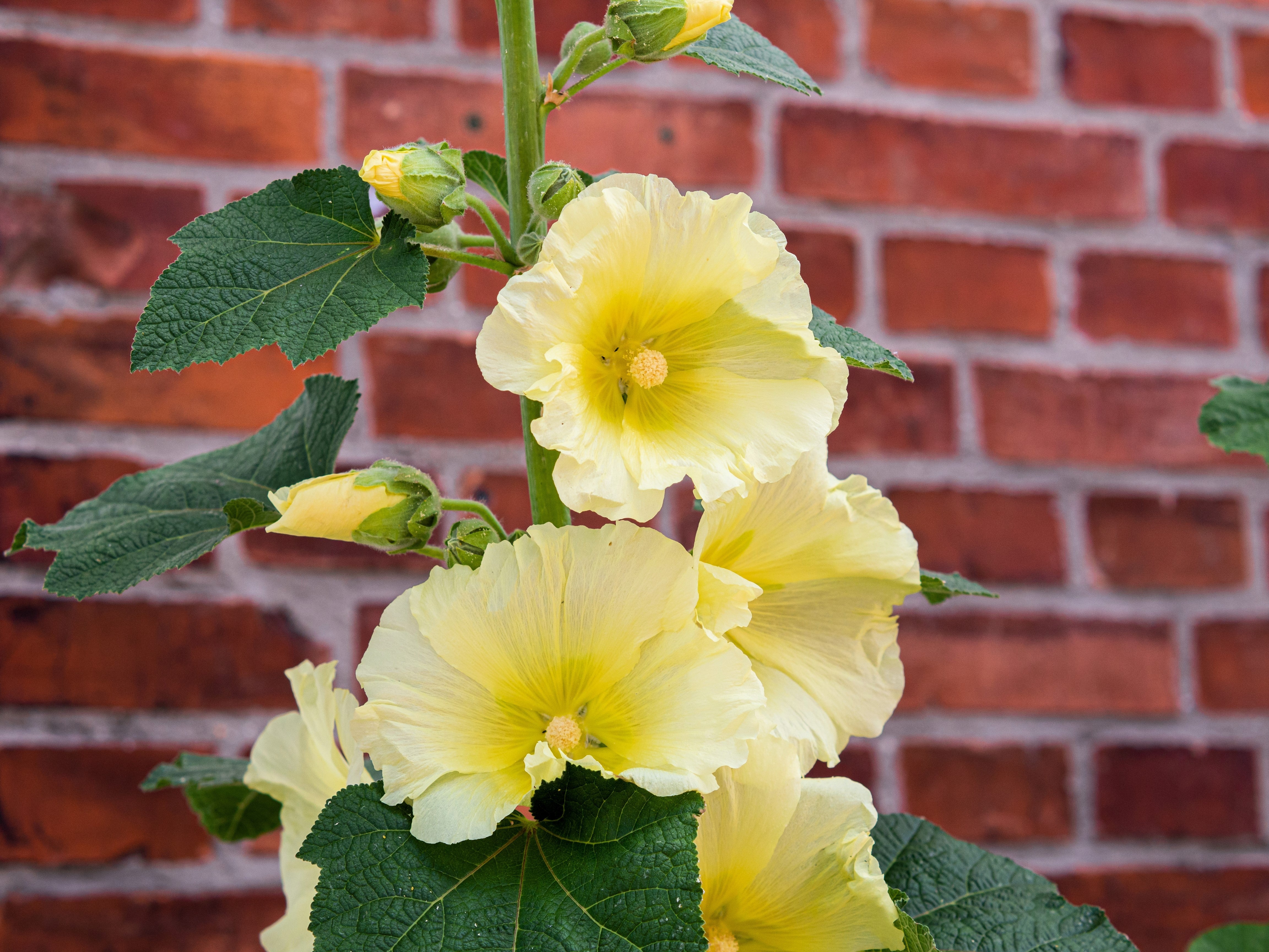 25 YELLOW HOLLYHOCK Alcea Rosea Flower Seeds Perennial - Image 11