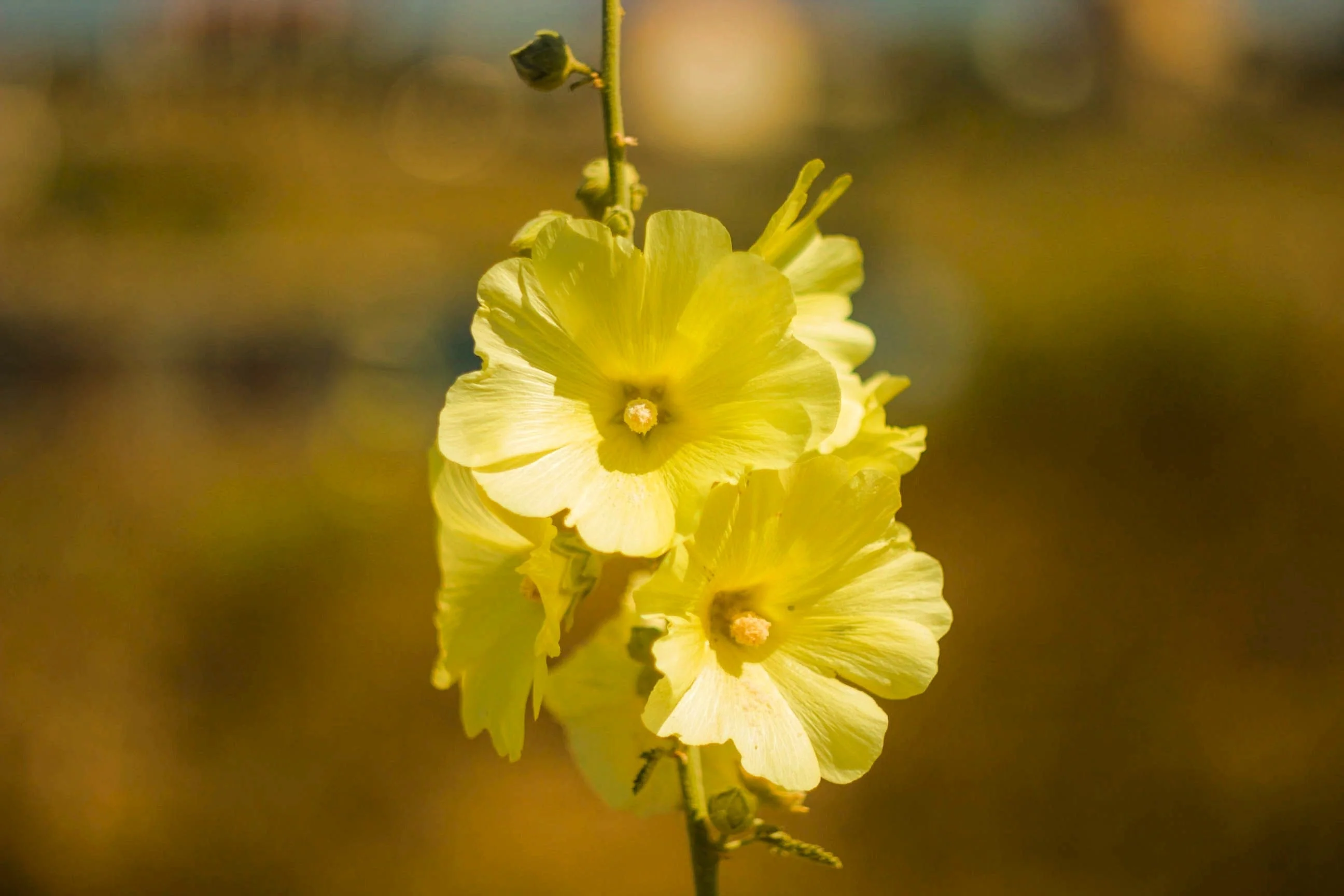 25 YELLOW HOLLYHOCK Alcea Rosea Flower Seeds Perennial - Image 5