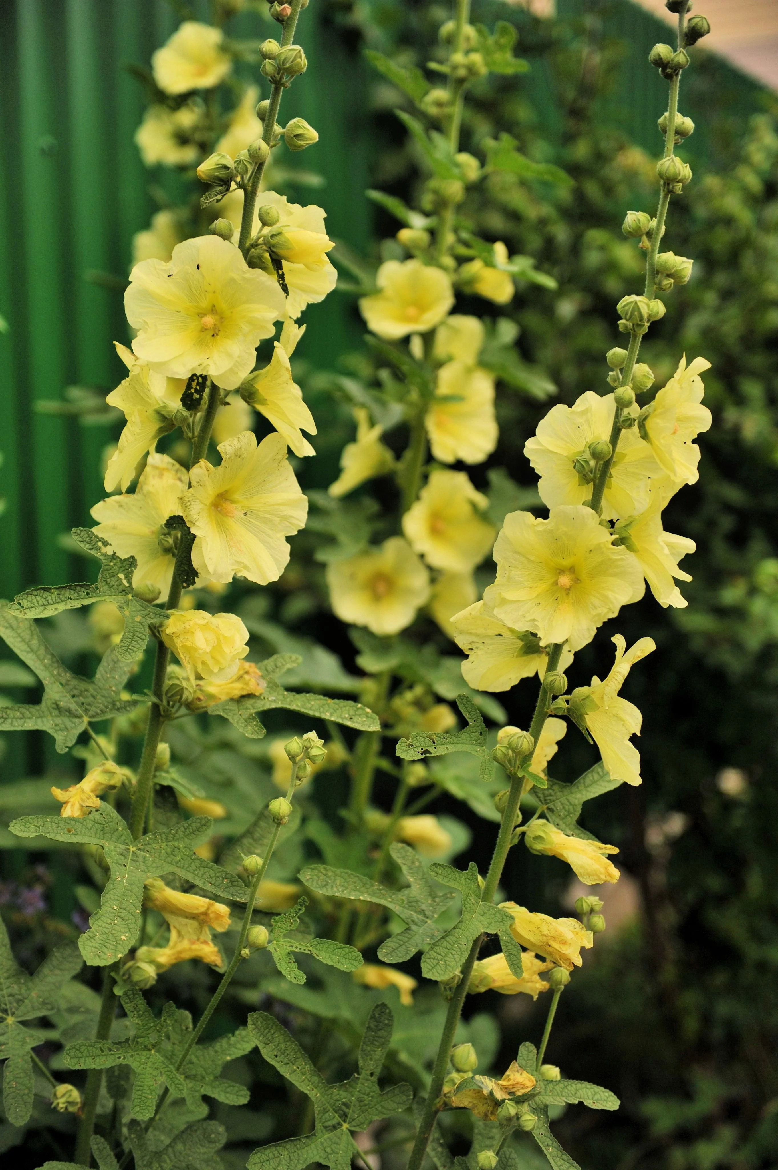 25 YELLOW HOLLYHOCK Alcea Rosea Flower Seeds Perennial - Image 8