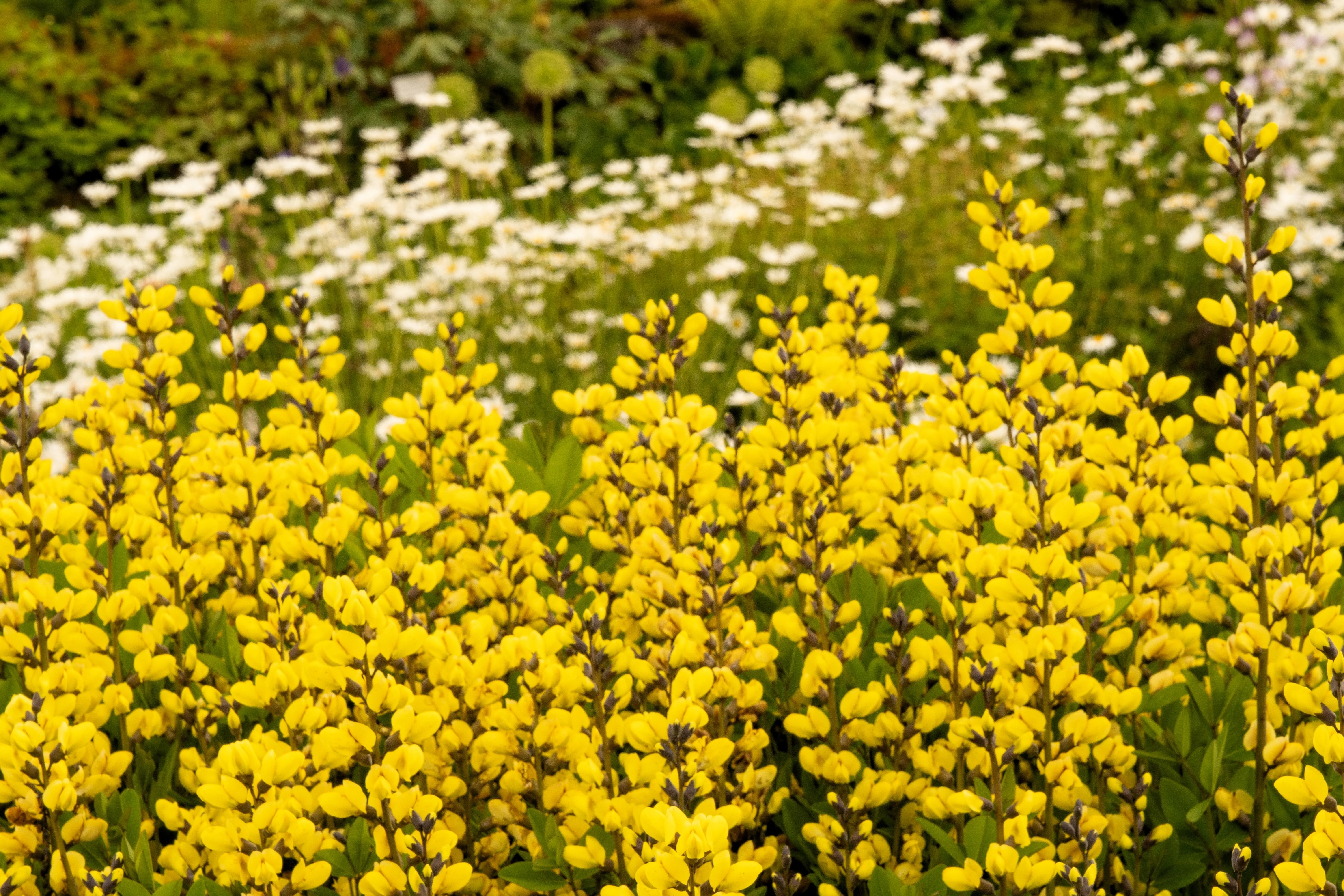 25 YELLOW WILD INDIGO Baptisia Tinctoria False Indigo Flower Seeds - Image 2