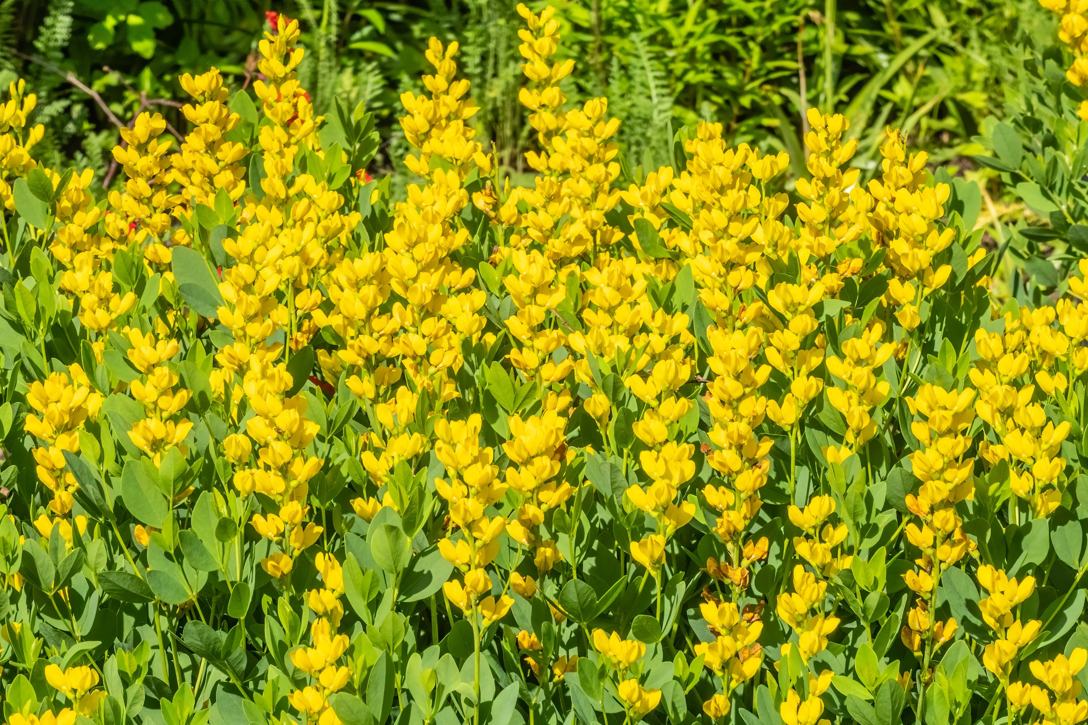 25 YELLOW WILD INDIGO Baptisia Tinctoria False Indigo Flower Seeds - Image 3