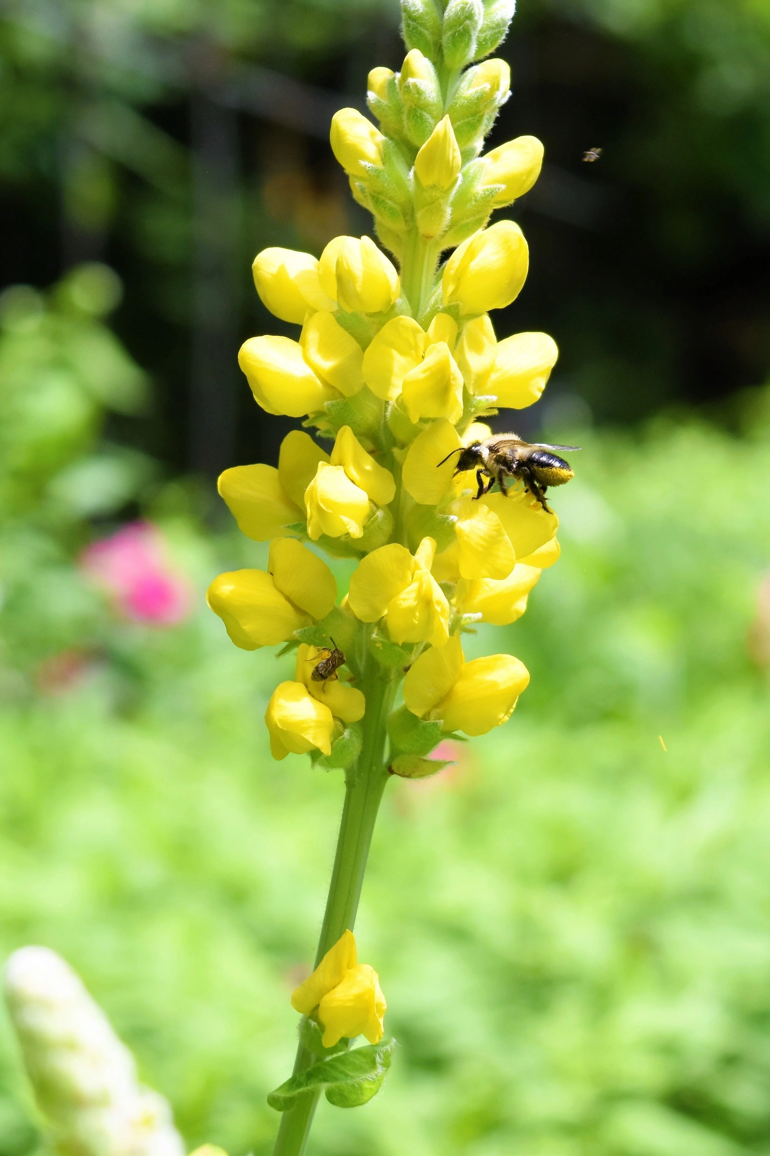 25 YELLOW WILD INDIGO Baptisia Tinctoria False Indigo Flower Seeds - Image 8