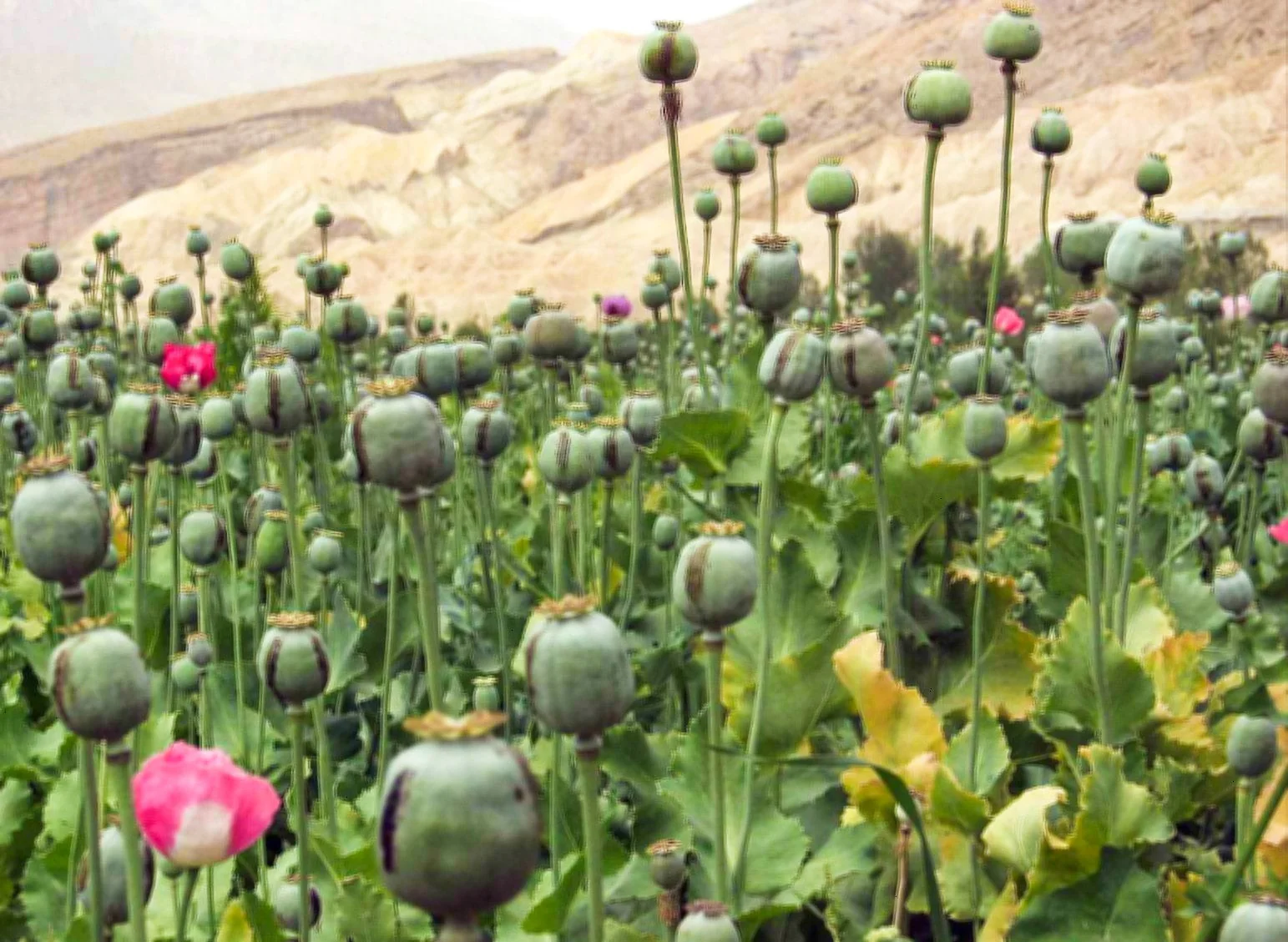 250 AFGHAN Blue POPPY Mixed Colors Papaver Somniferum Pink Purple White Flower Seeds - Image 10