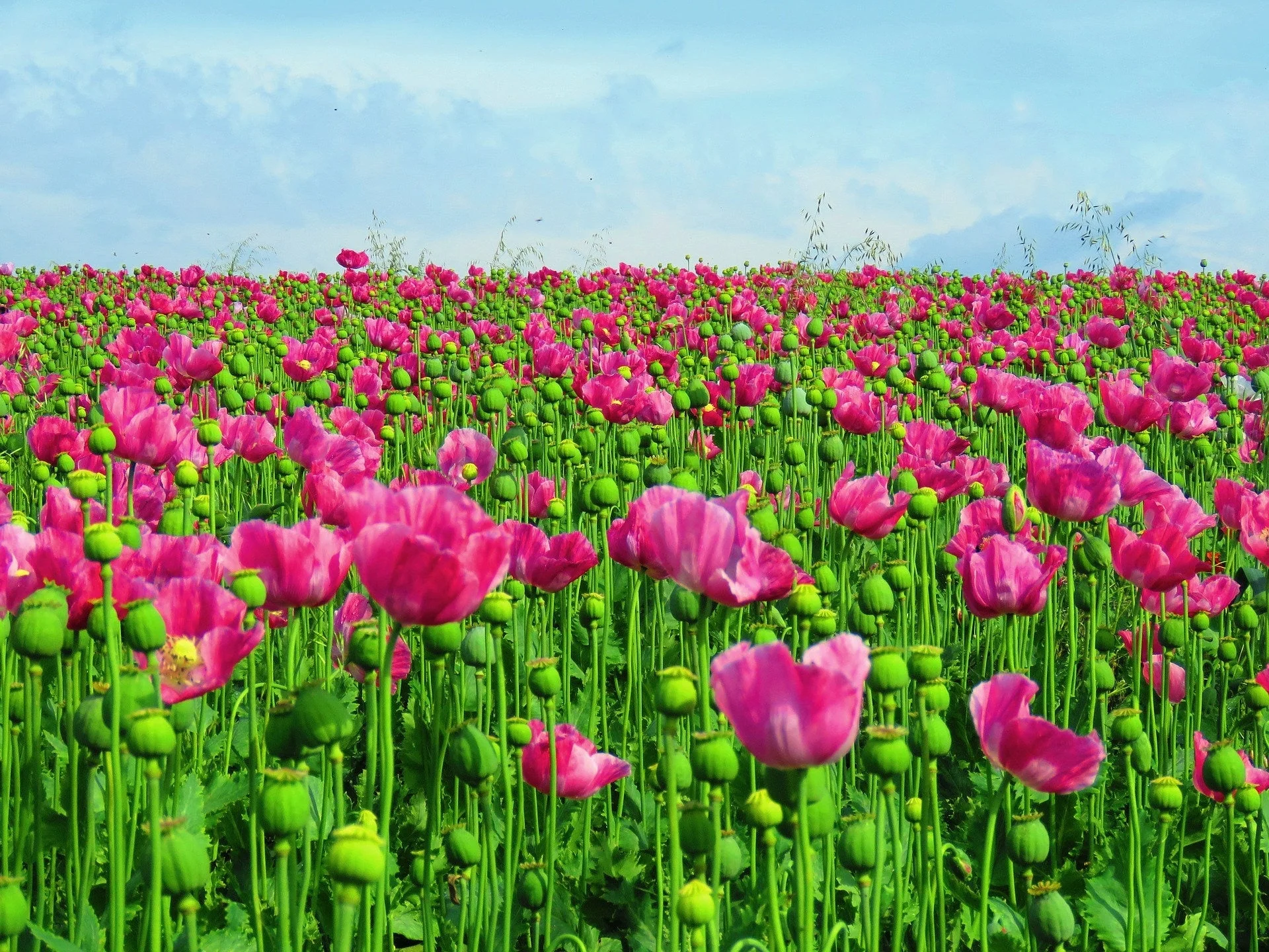 250 AFGHAN Blue POPPY Mixed Colors Papaver Somniferum Pink Purple White Flower Seeds - Image 5
