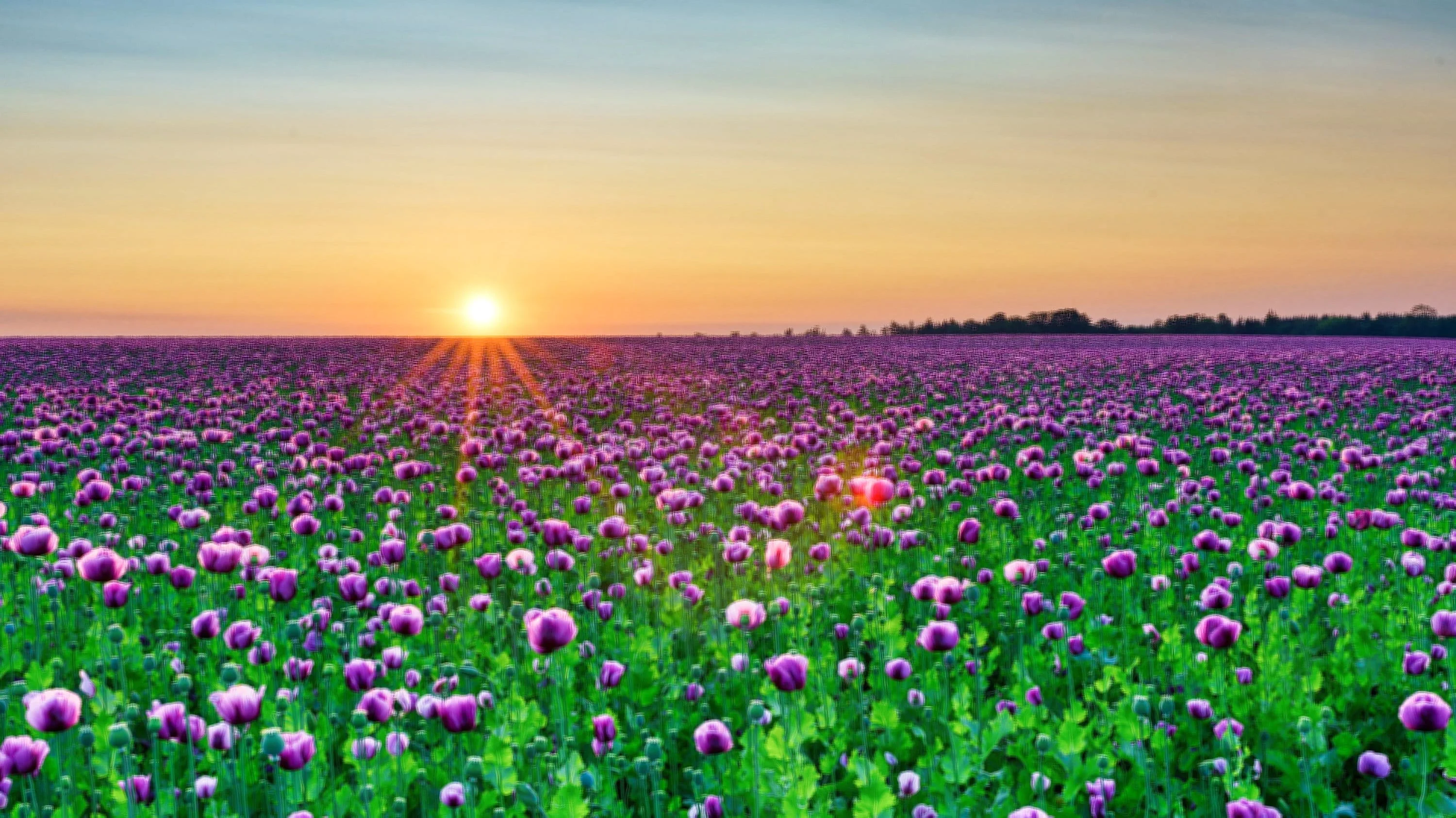 250 AFGHAN Blue POPPY Mixed Colors Papaver Somniferum Pink Purple White Flower Seeds - Image 9