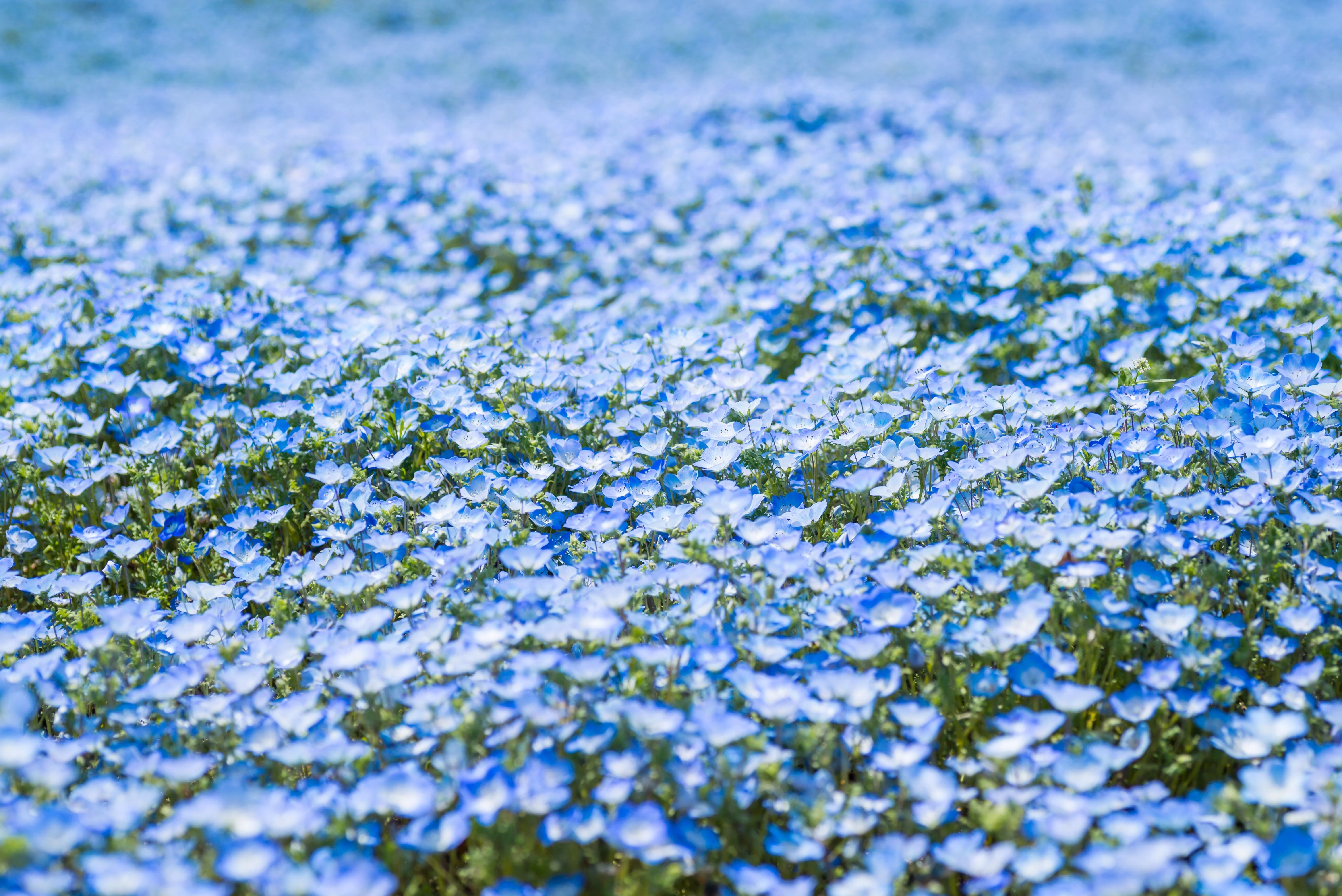 250 BABY BLUE EYES Nemophila Menziesii Fragrant Butterfly Flower Seeds - Image 5
