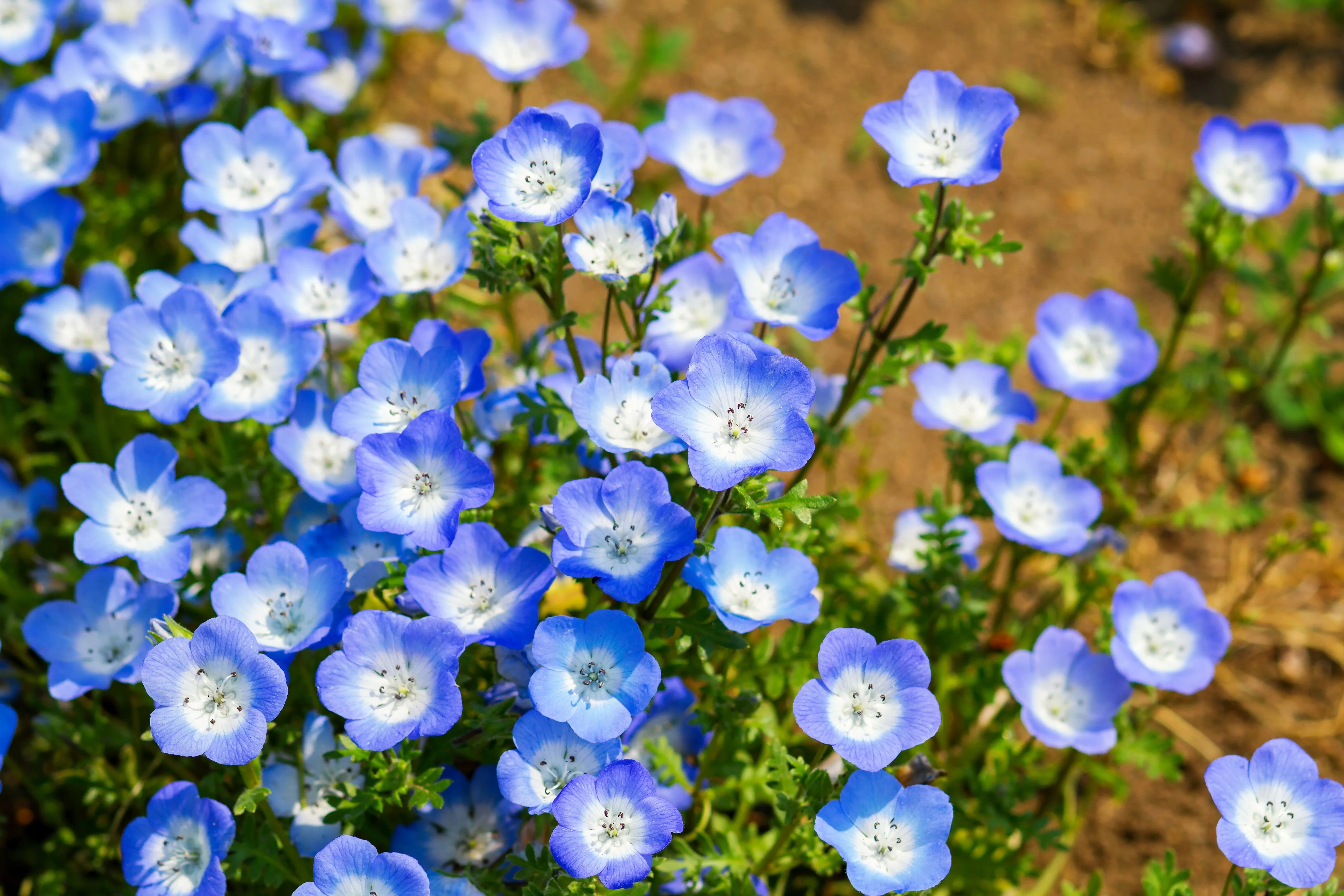 250 BABY BLUE EYES Nemophila Menziesii Fragrant Butterfly Flower Seeds - Image 8