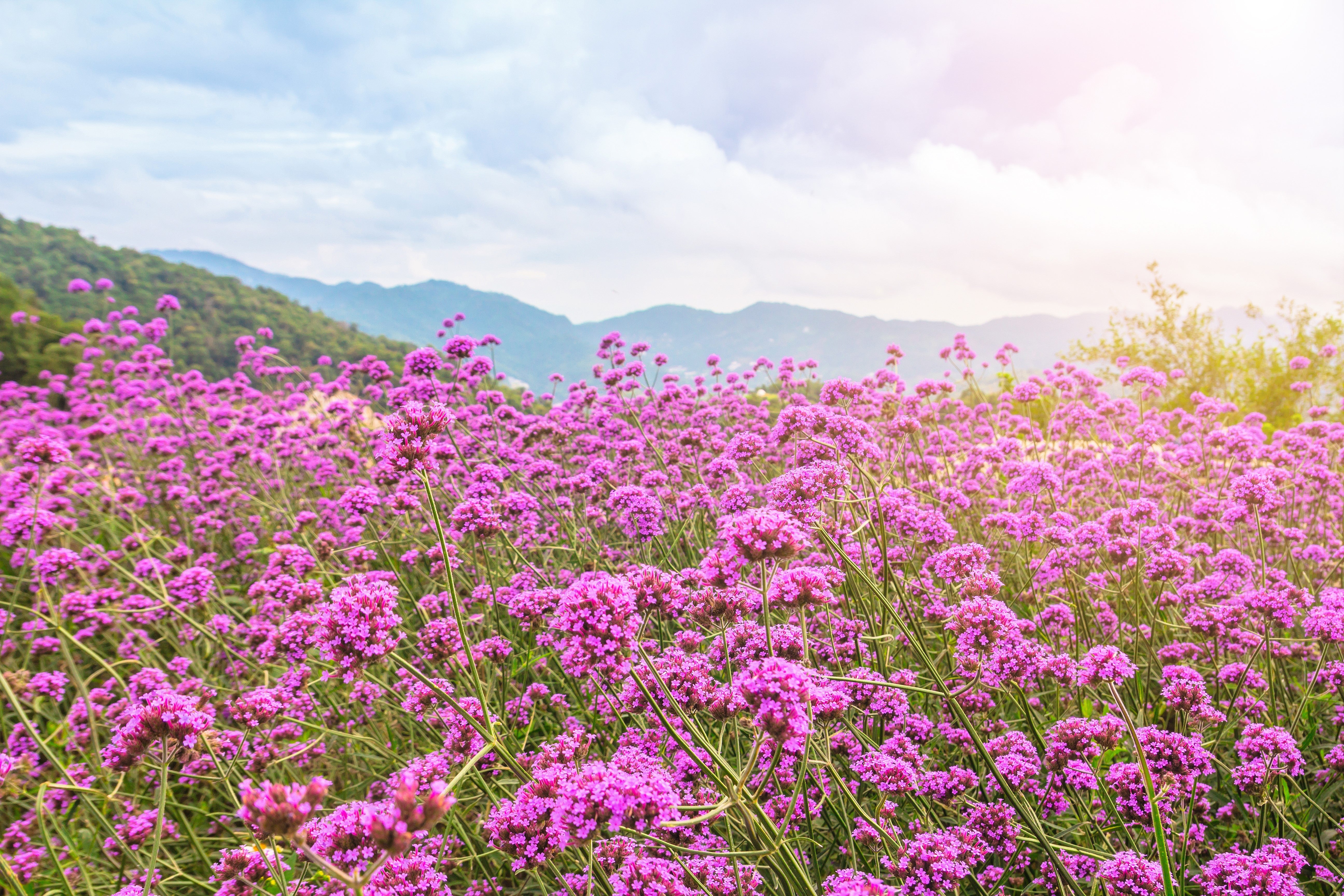 250 COMMON VERVAIN Verbena Officinalis European Herb Pink Purple Flower Seeds - Image 3