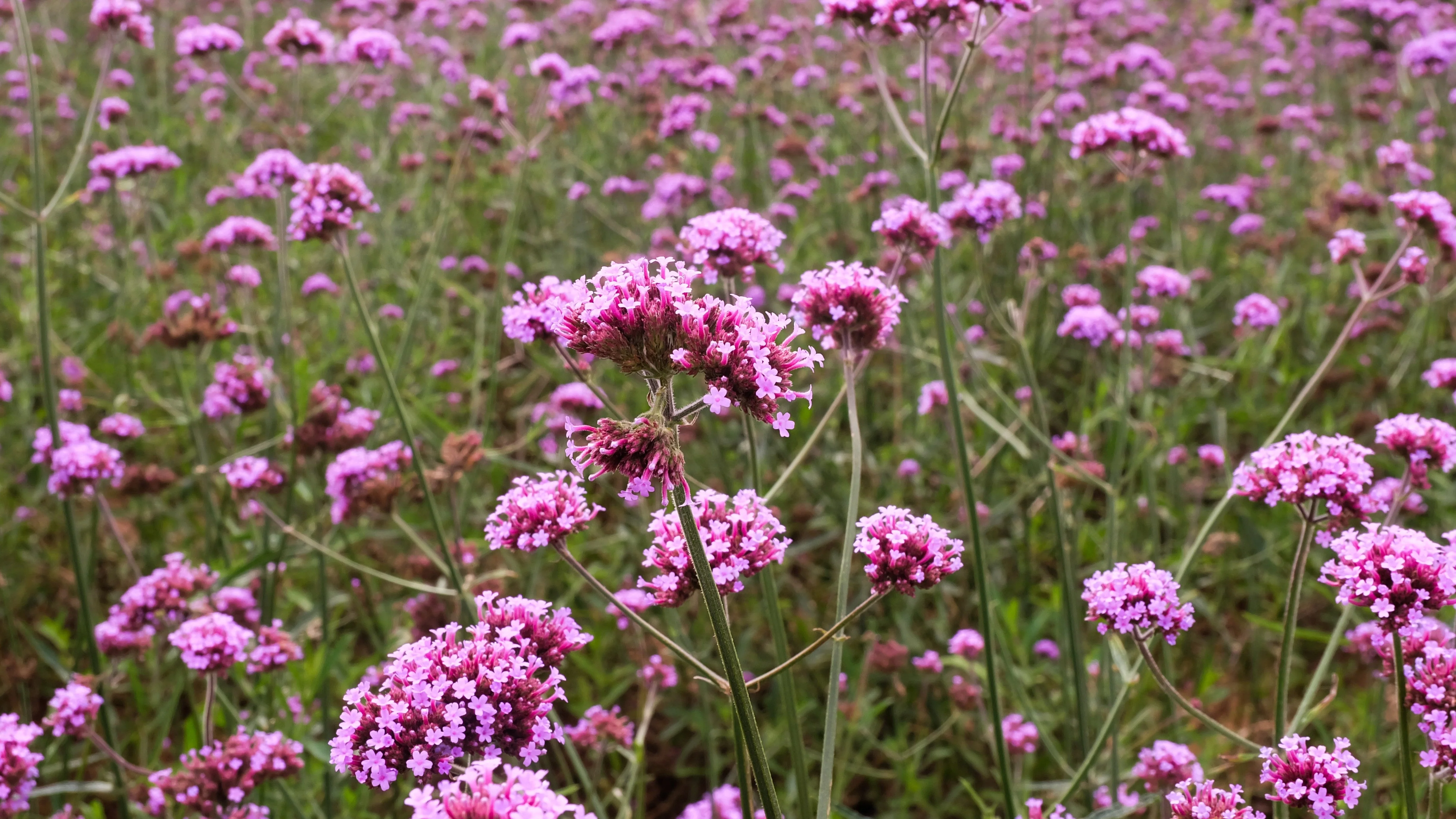 250 COMMON VERVAIN Verbena Officinalis European Herb Pink Purple Flower Seeds - Image 4