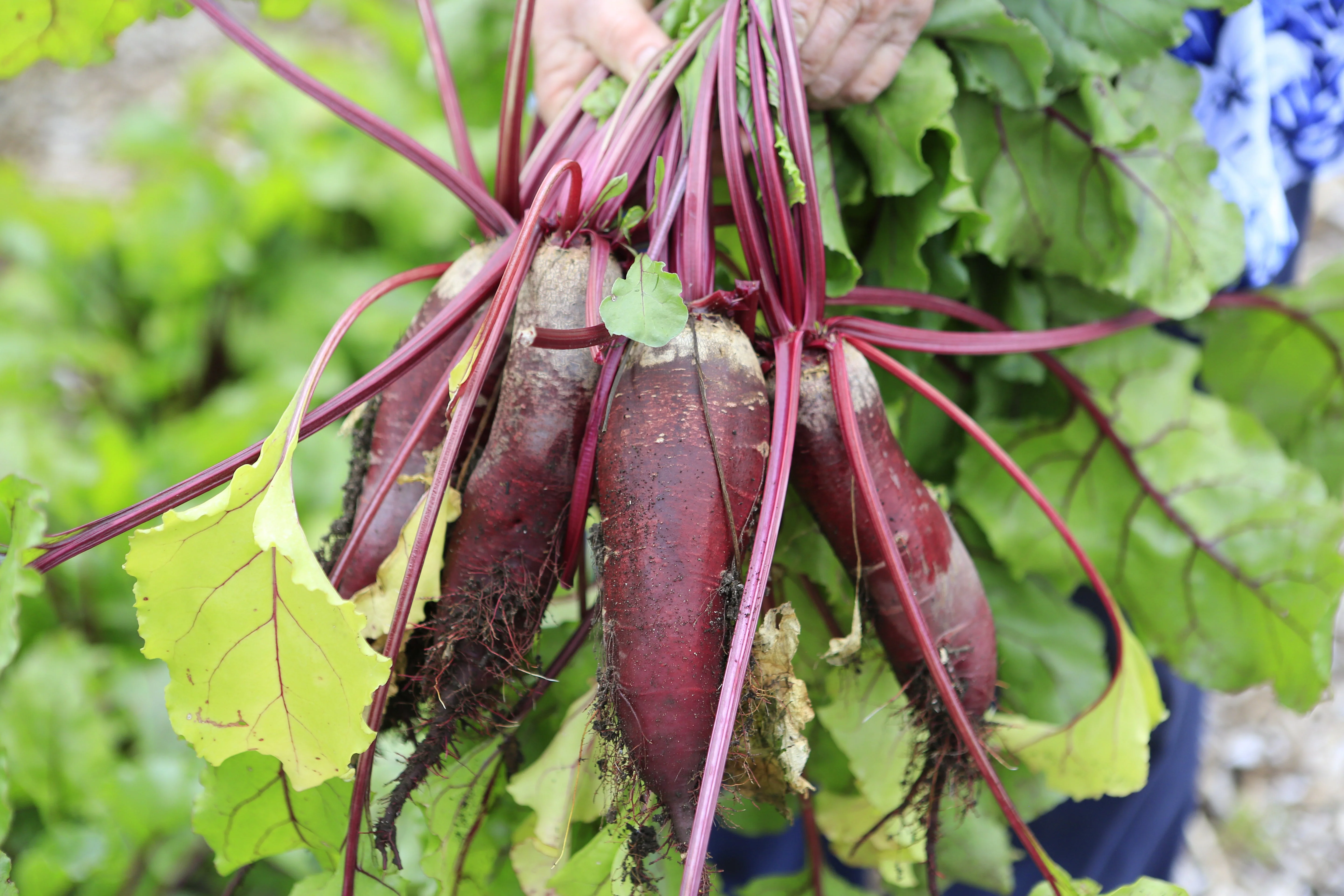 250 CYLINDRA BEET Beta Vulgaris Vegetable Seeds - Image 4
