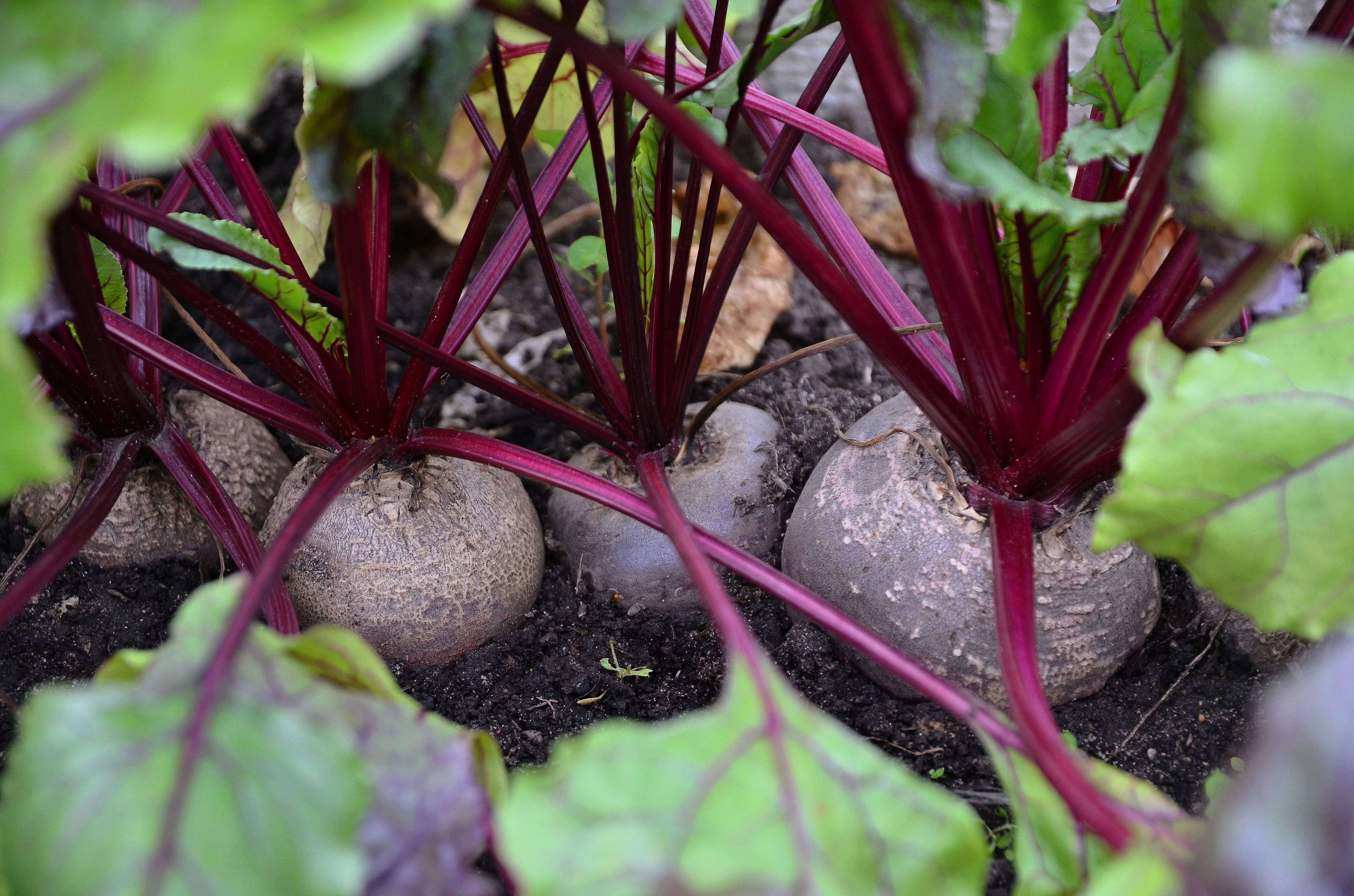 250 DETROIT Dark RED BEET Heirloom Beta Vulgaris Vegetable Seeds - Image 4