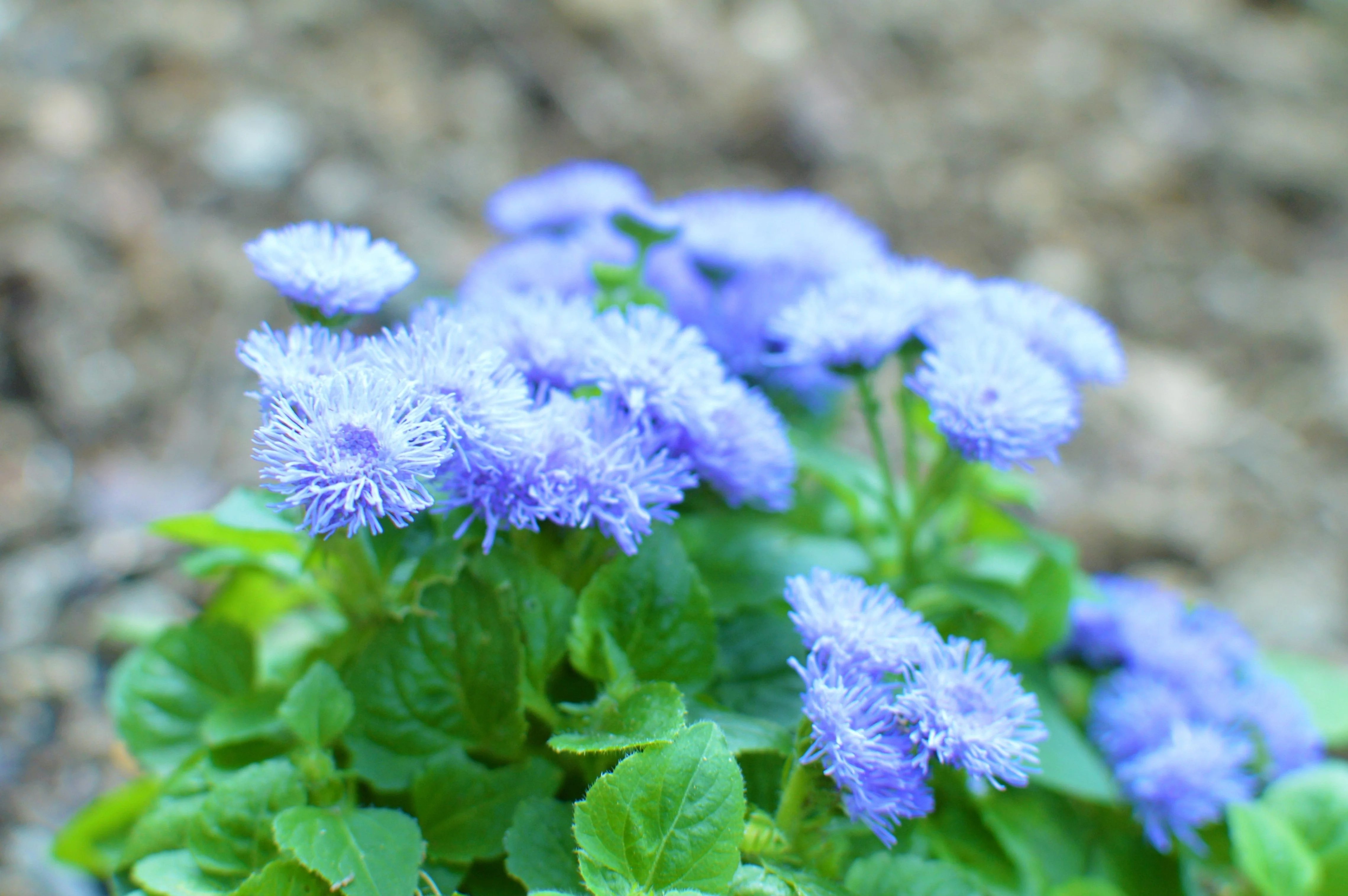 250 Dwarf BLUE BEDDER AGERATUM aka Floss Flower Ageratum Houstonianum Flower Seeds - Image 5