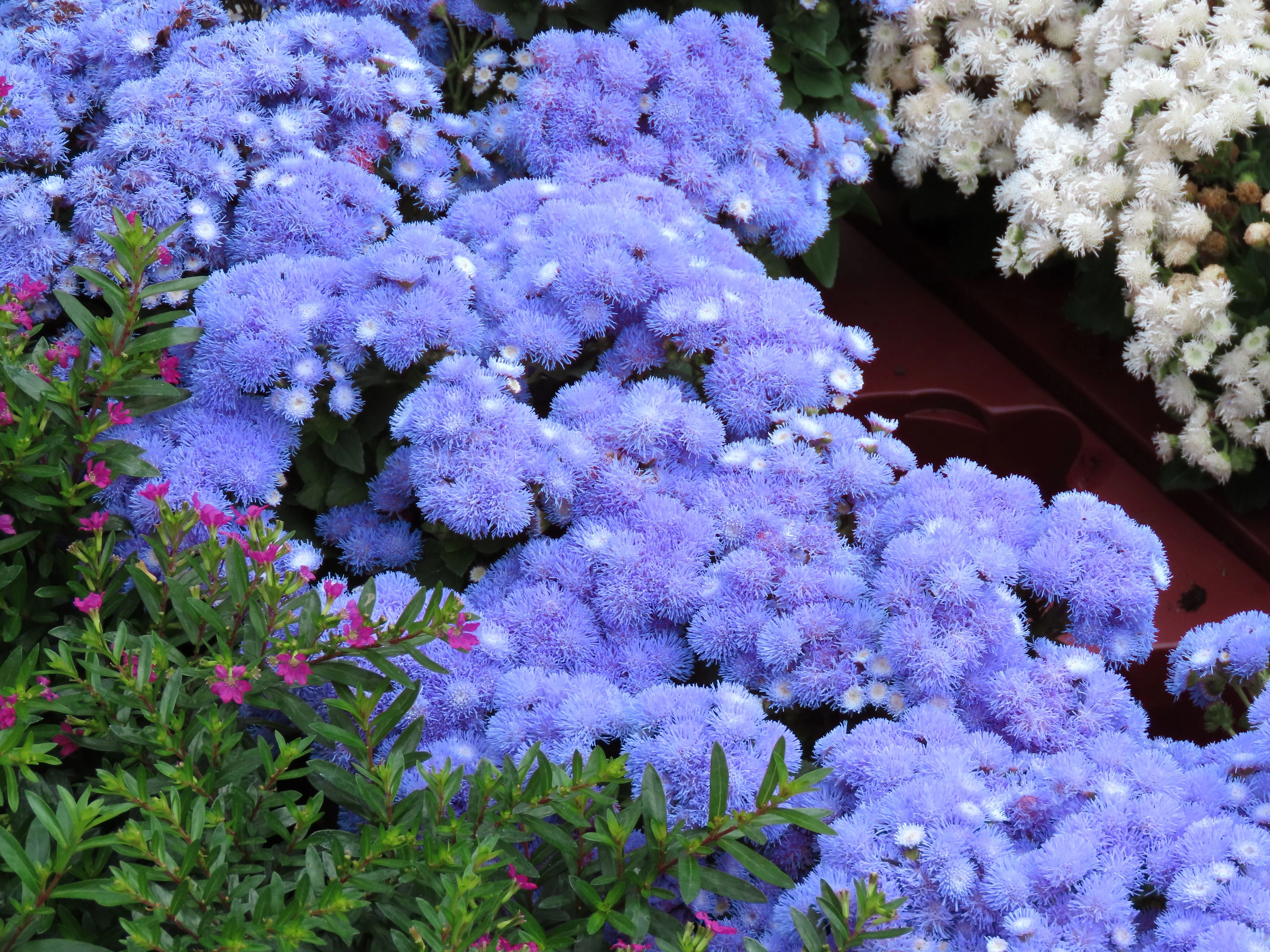 250 Dwarf BLUE BEDDER AGERATUM aka Floss Flower Ageratum Houstonianum Flower Seeds - Image 6
