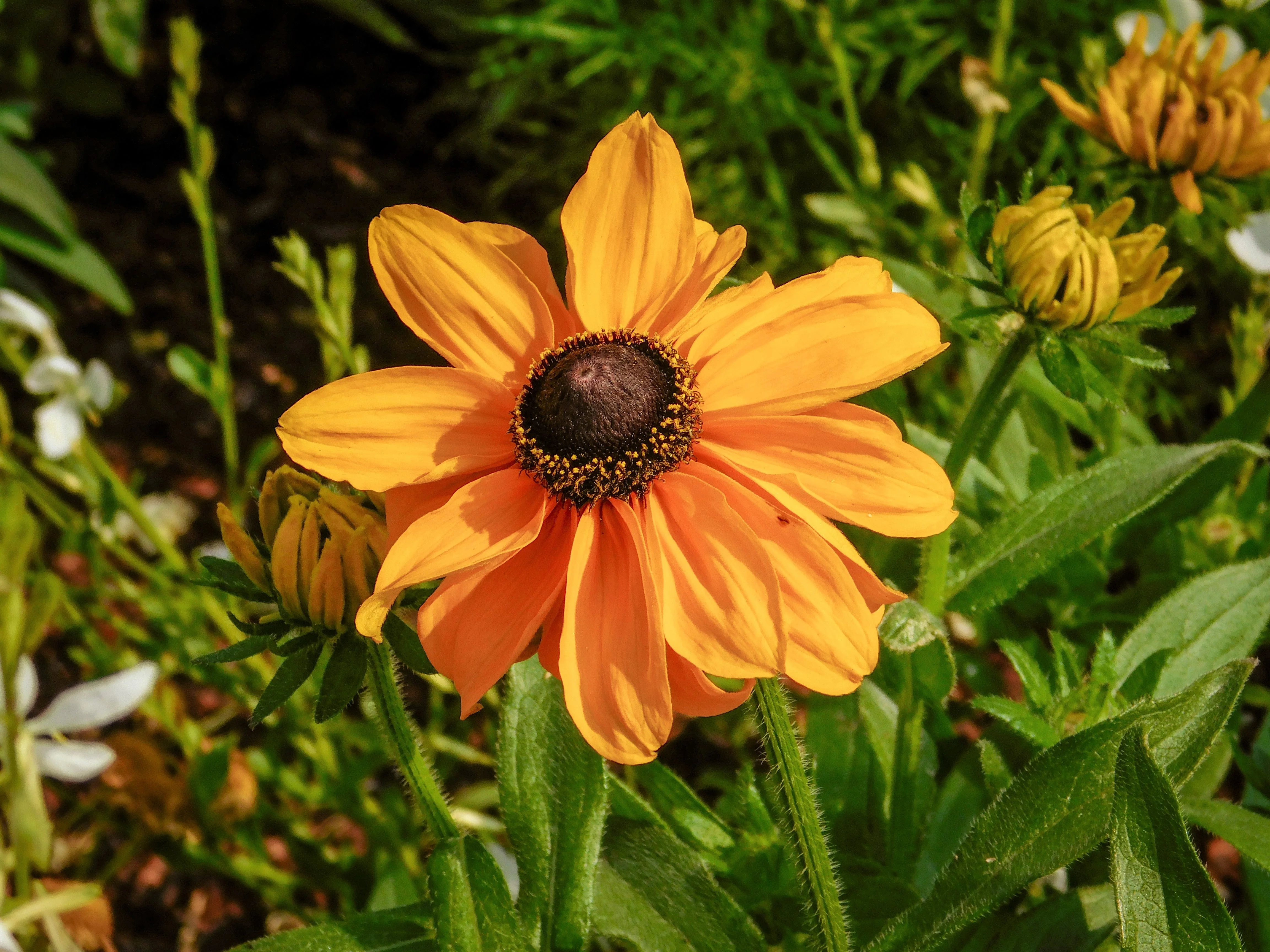 250 Dwarf MARMALADE RUDBECKIA Hirta Golden Orange Black Eyed Susan Gloriosa Daisy Flower Seeds - Image 3