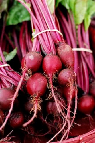 250 EARLY WONDER BEET Beta Vulgaris Vegetable Seeds - Image 2