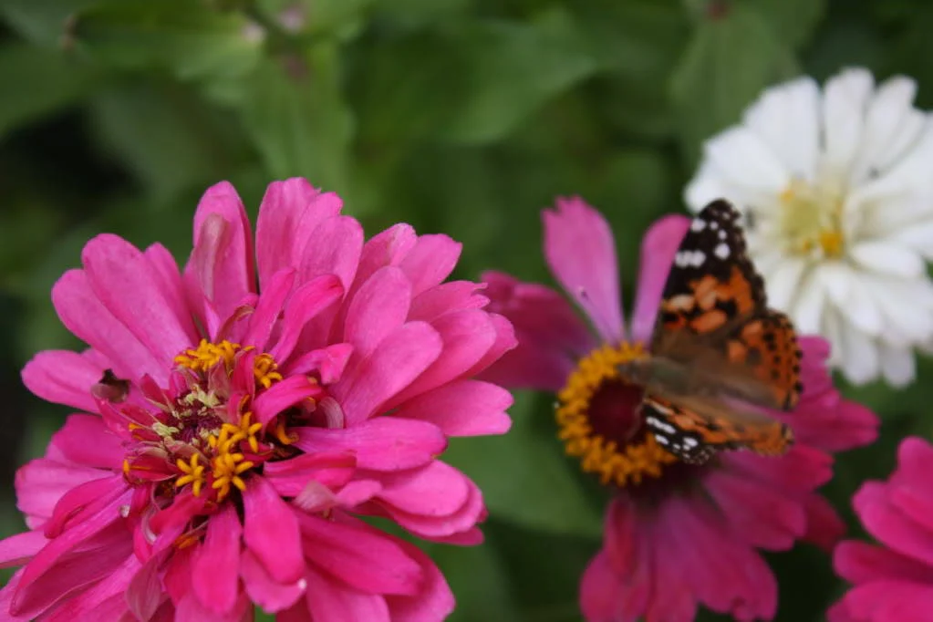 250 EXQUISITE ZINNIA Elegans Changes Color Red - Hot Pink Pale Pink Flower Seeds - Image 3