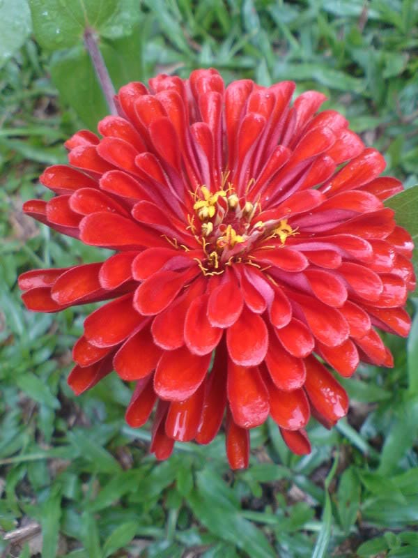 250 EXQUISITE ZINNIA Elegans Changes Color Red - Hot Pink Pale Pink Flower Seeds - Image 8