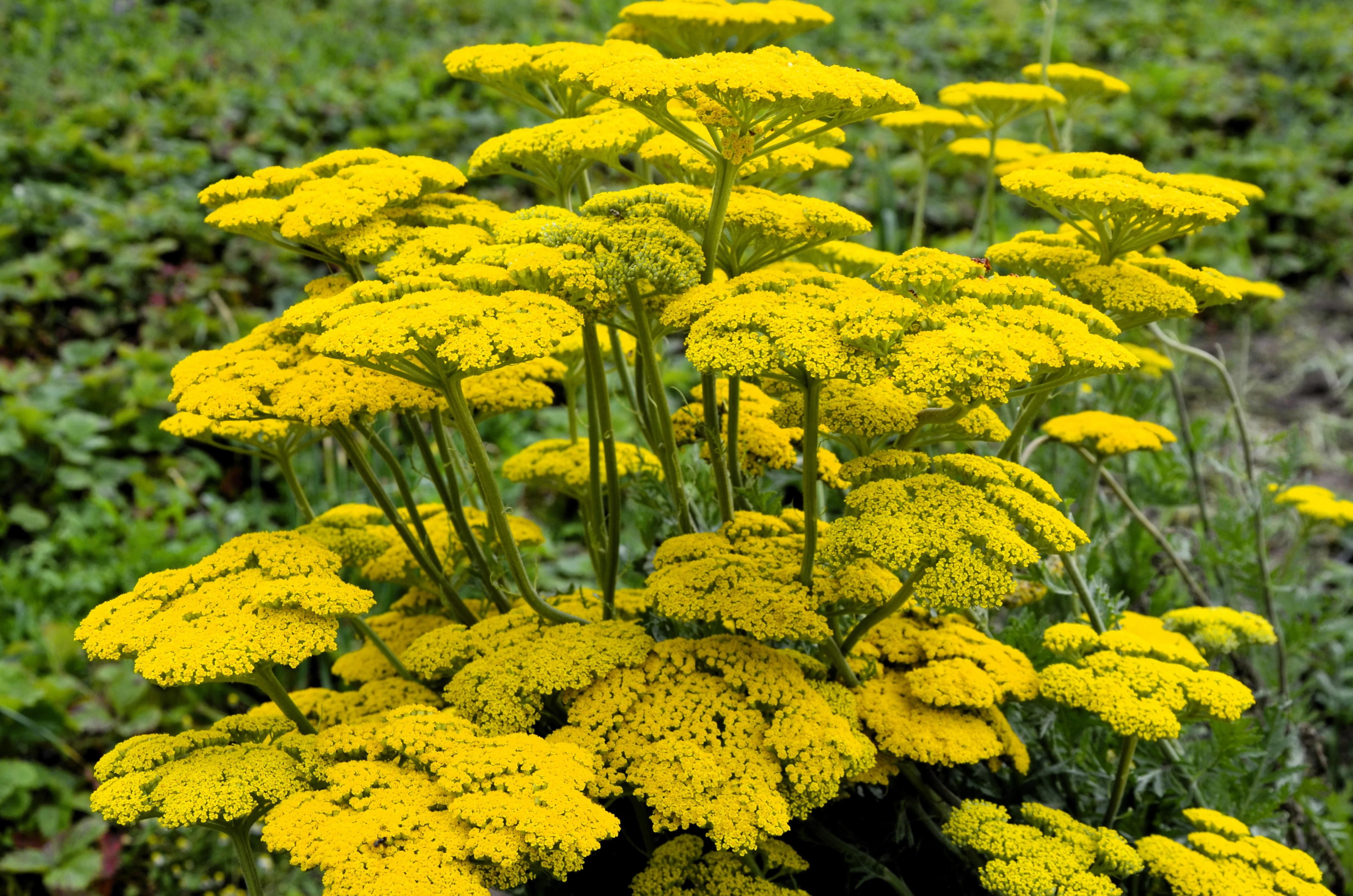250 GOLD Golden Yellow YARROW Achillea Filipendulina Flower Seeds - Image 2