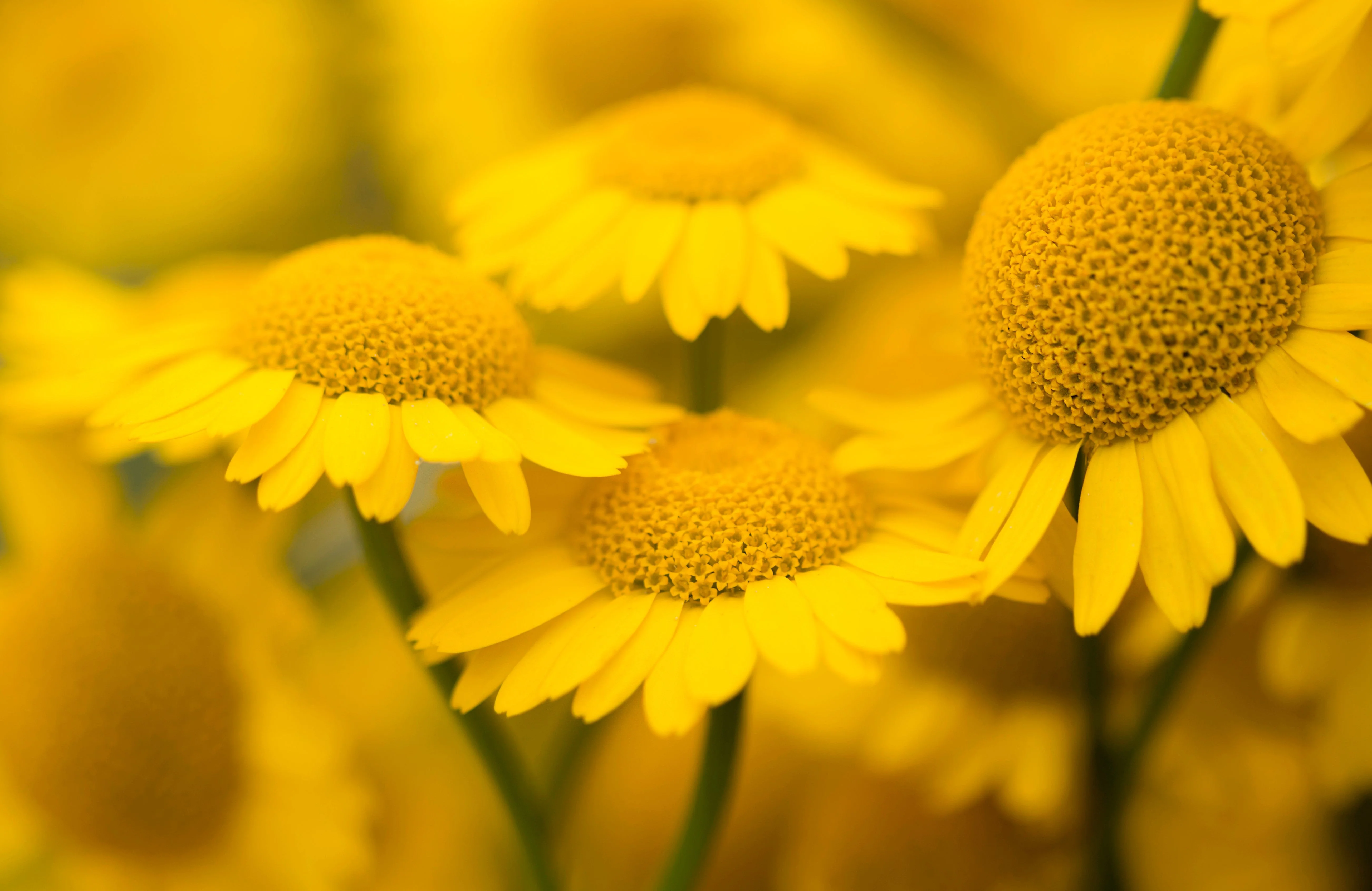 250 GOLDEN MARGUERITE DAISY Dyer's Yellow Chamomile Anthemis Tinctoria Kelwayi Cota Tinctoria Paris Daisy Herb Flower Seeds - Image 2