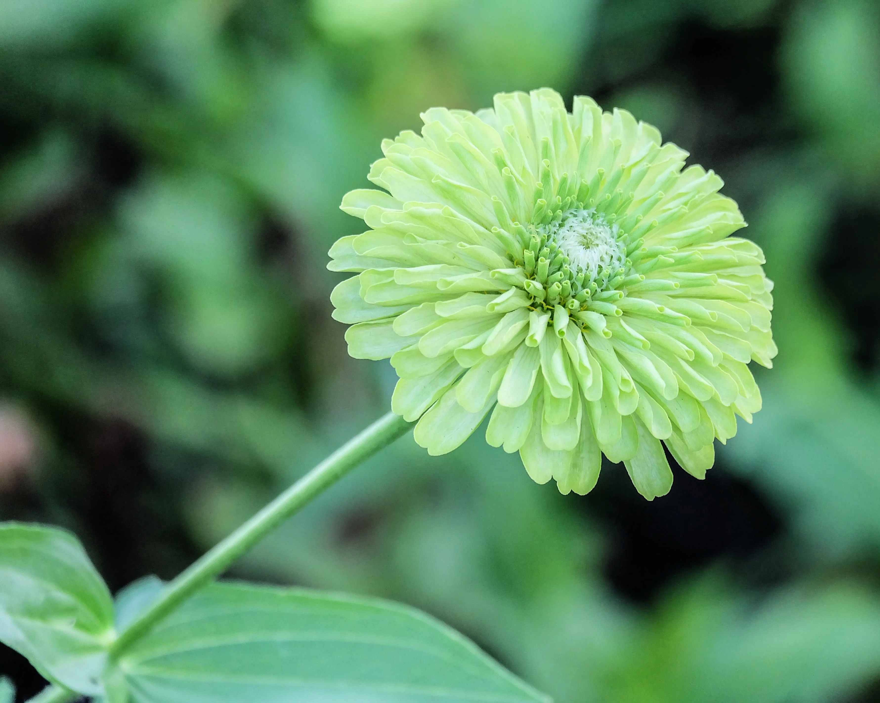250 GREEN ENVY ZINNIA Elegans Heirloom Chartreuse Double Flower Seeds - Image 4