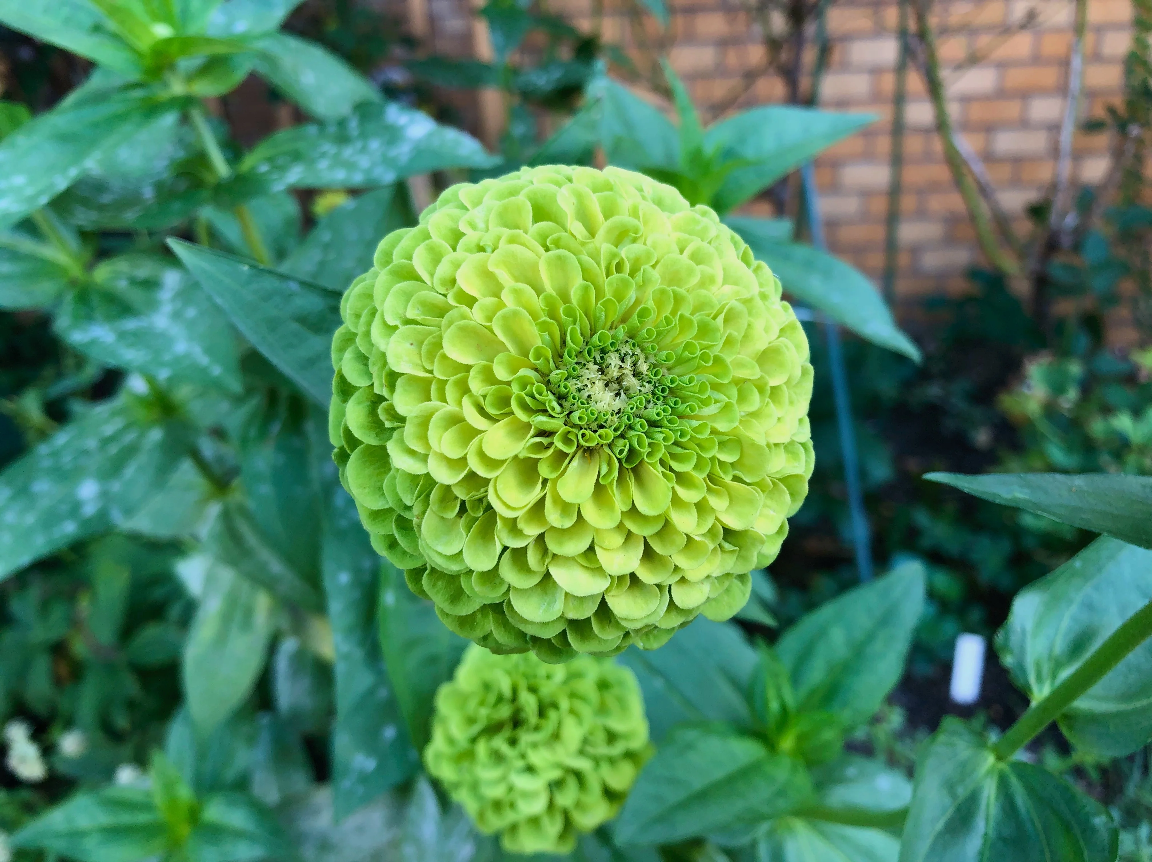 250 GREEN ENVY ZINNIA Elegans Heirloom Chartreuse Double Flower Seeds - Image 5