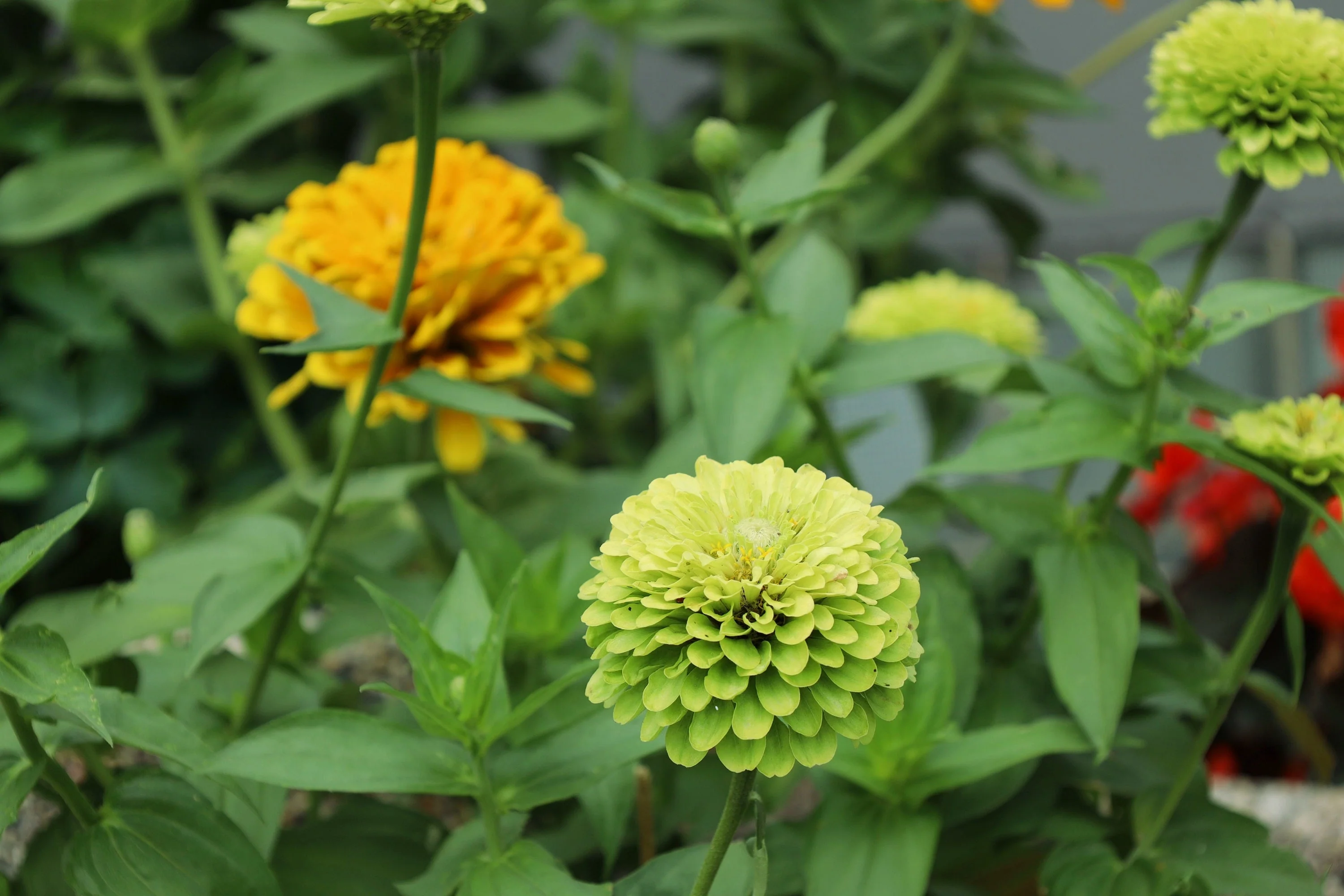 250 GREEN ENVY ZINNIA Elegans Heirloom Chartreuse Double Flower Seeds - Image 7