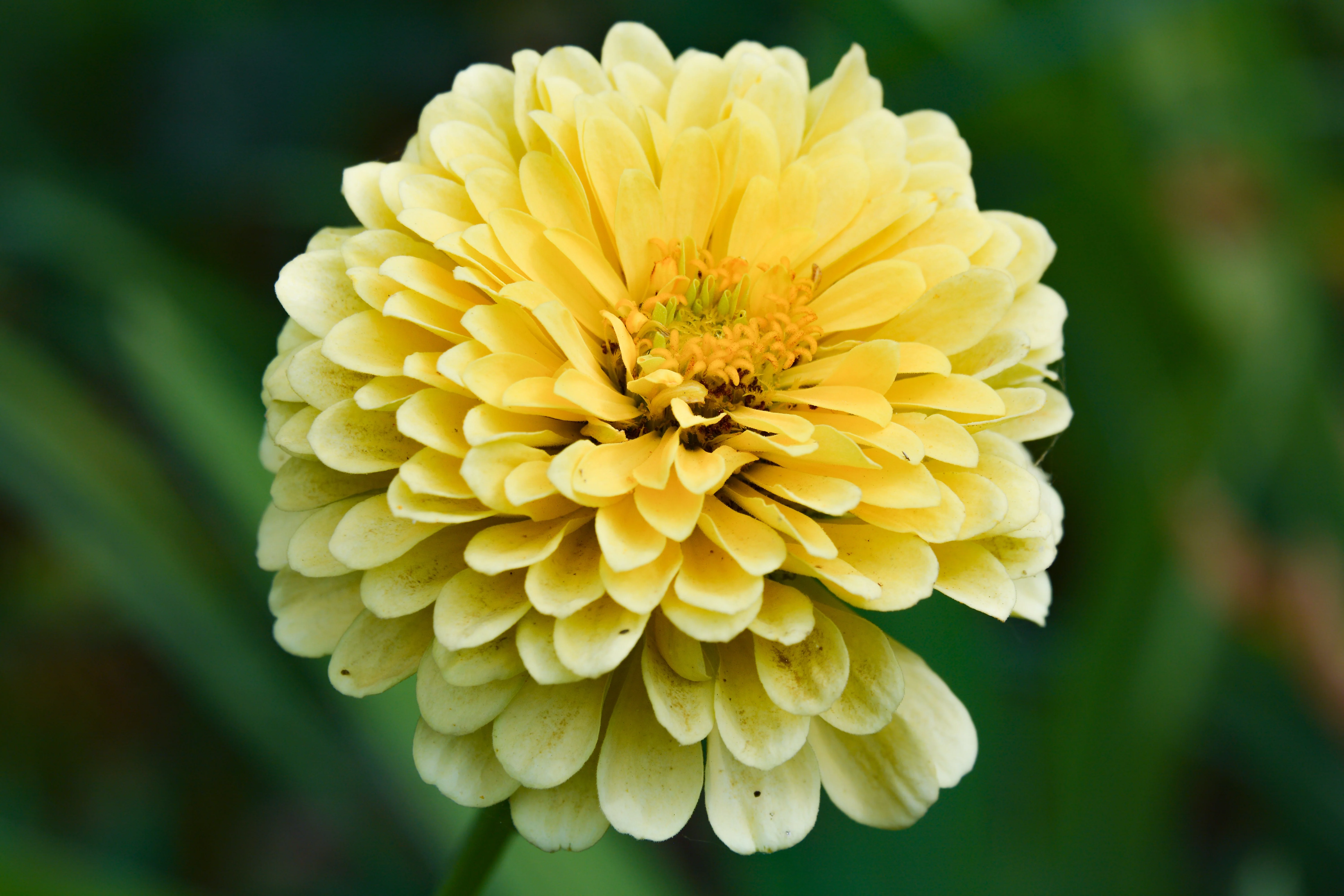 250 ISABELLINA ZINNIA Elegans Pastel Light Yellow Double Heirloom Flower Seeds - Image 3