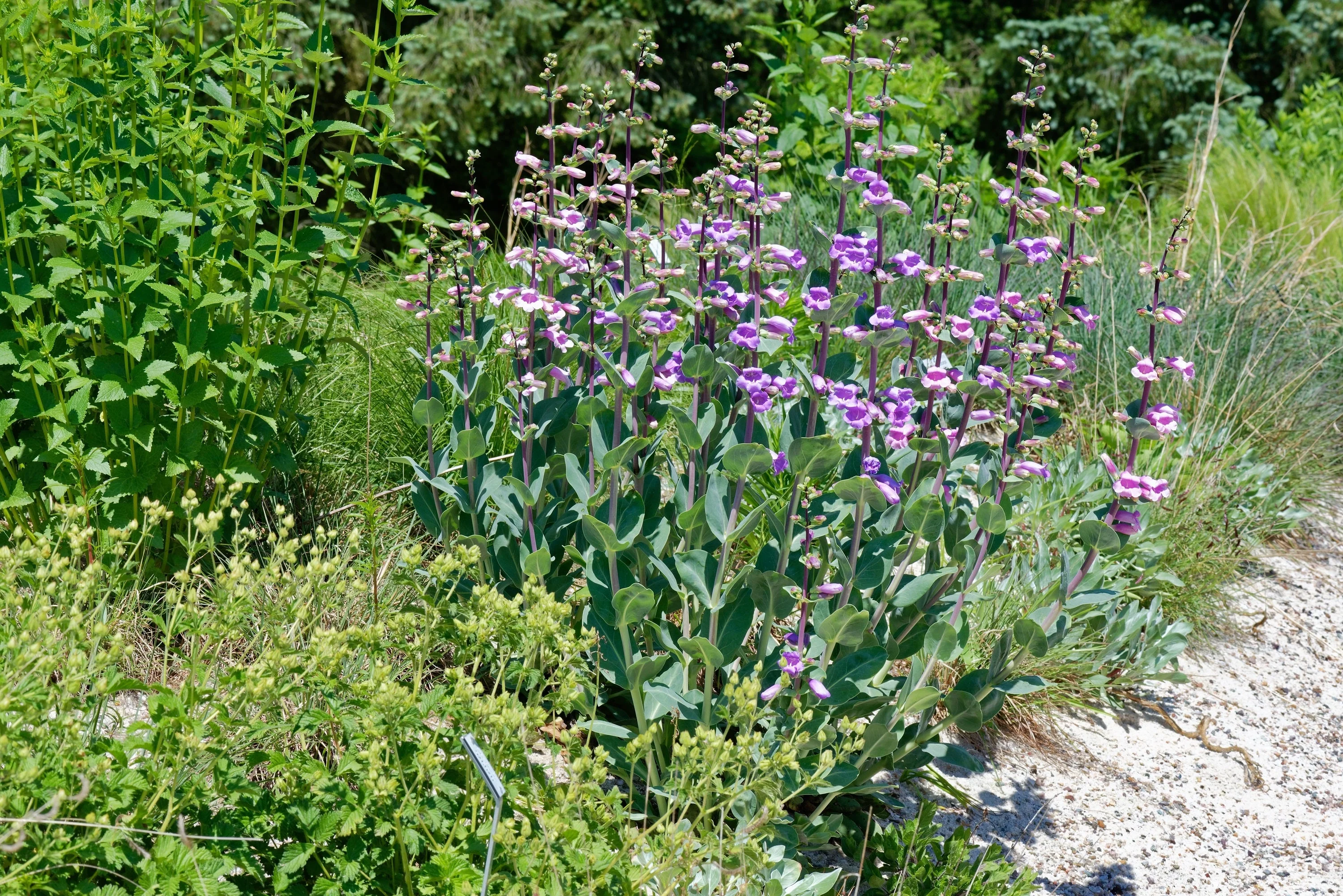 250 LARGE FLOWERED BEARDTONGUE Penstemon Grandiflorus Native Pink Purple Flower Seeds - Image 7