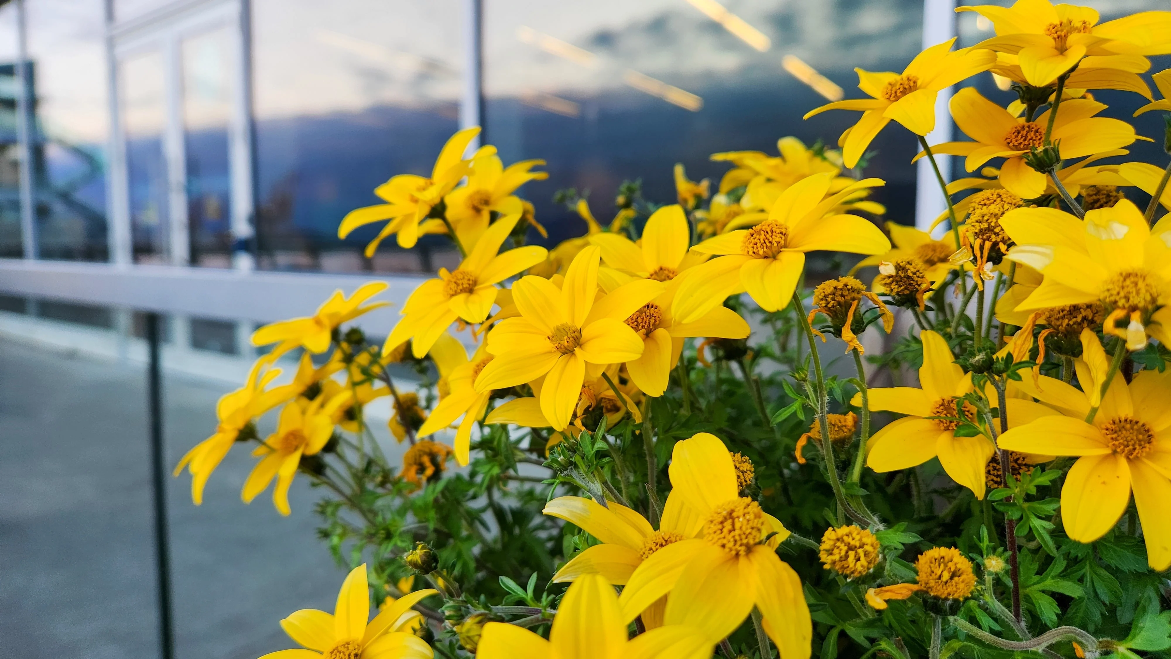250 MAXIMILIAN (Prairie) SUNFLOWER Helianthus Maximiliani Flower Seeds - Image 7