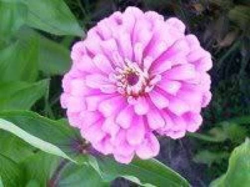 250 Mixed Colors Common GARDEN ZINNIA Elegans Flower Seeds - Image 3