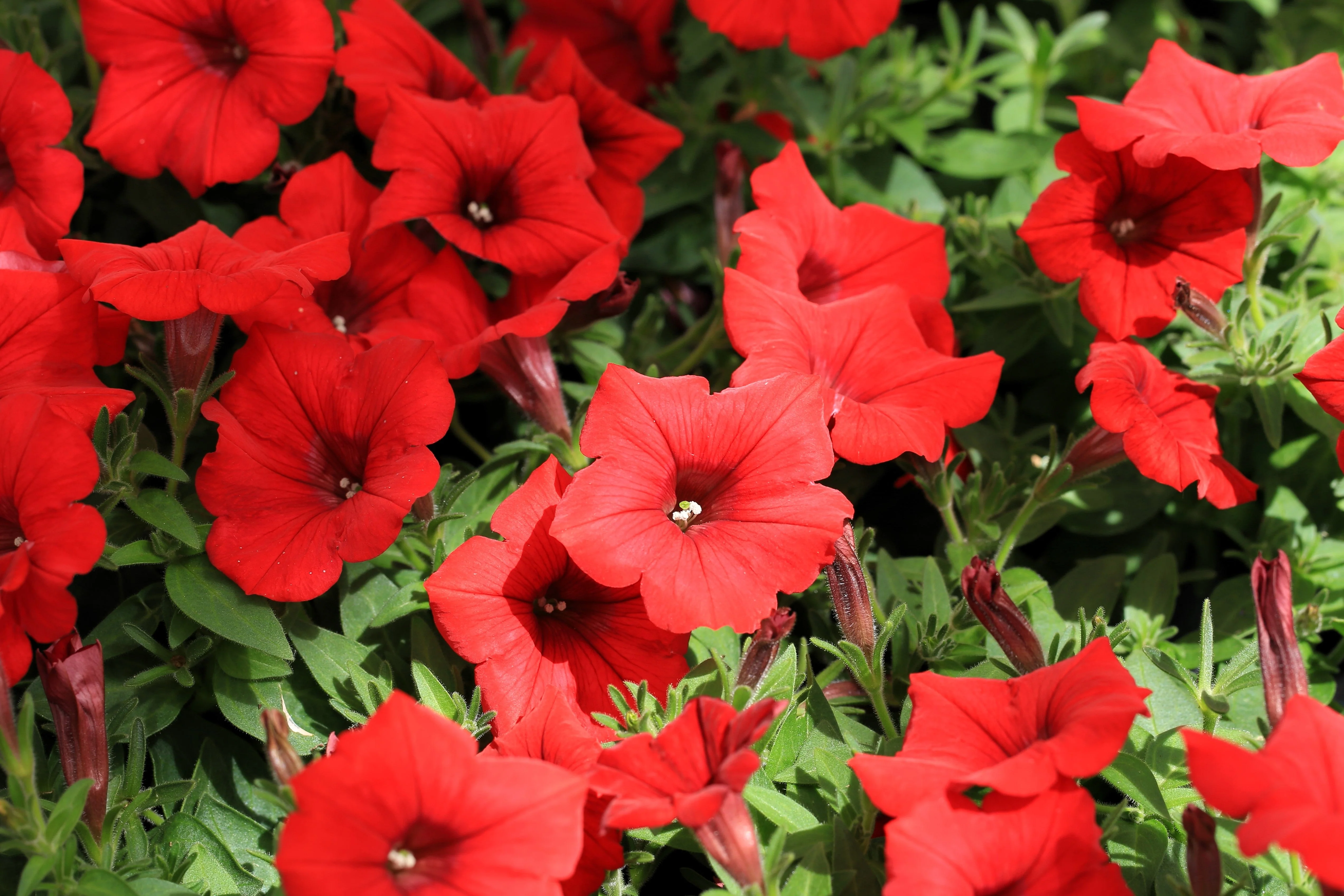250 Mixed Colors DWARF PETUNIA Pink Red Purple White Bicolor Flower Seeds - Image 7