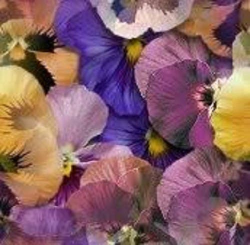 250 Mixed Colors SWISS GIANT PANSY Viola Wittrockiana Flower Seeds