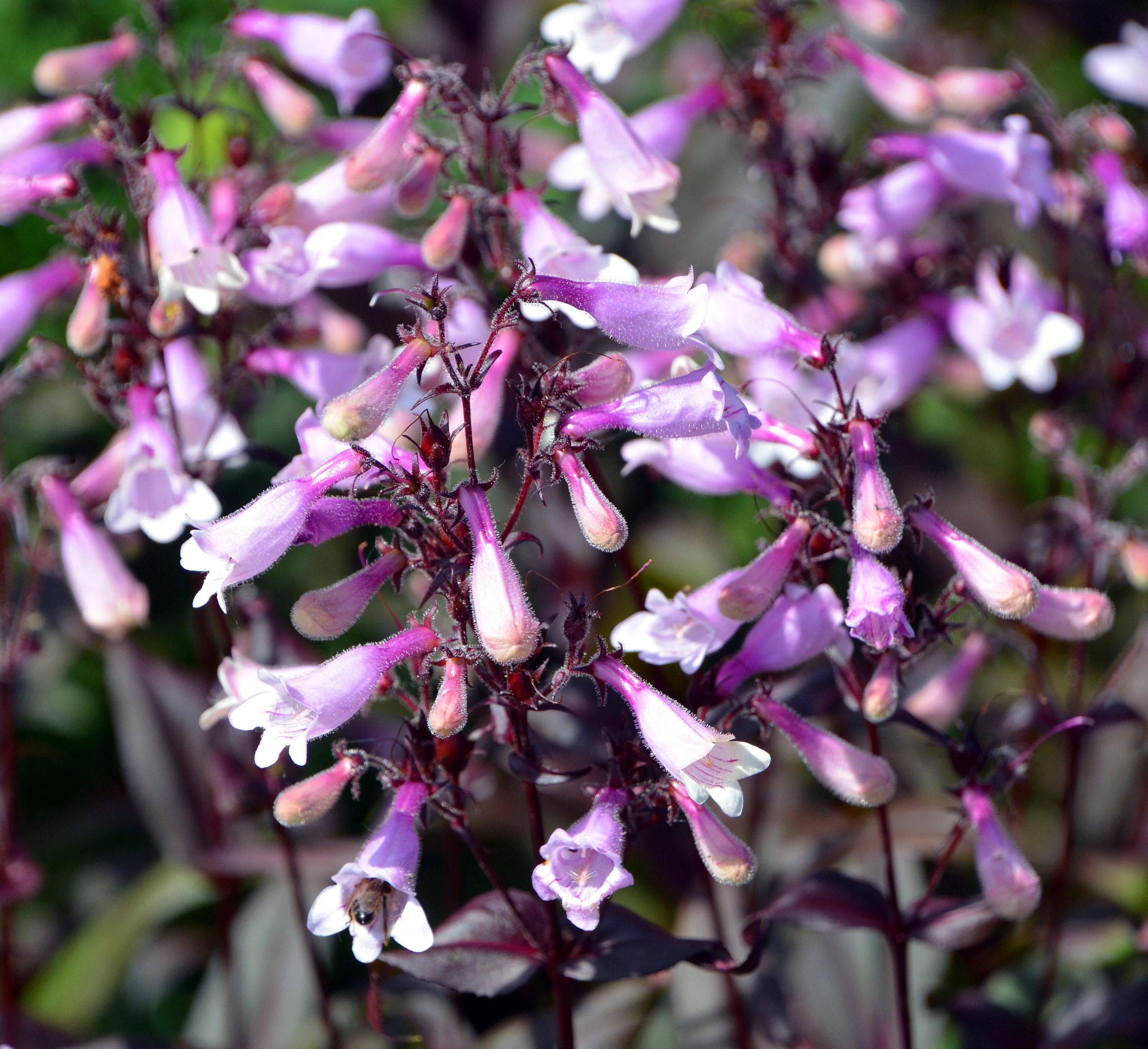 250 NATIVE MIX Beardtongue PENSTEMON Grandiflorus, Strictus, Cobaea, Palmeri, Digitalis, Pallidus - Pink White Blue Purple Flower Seeds - Image 10
