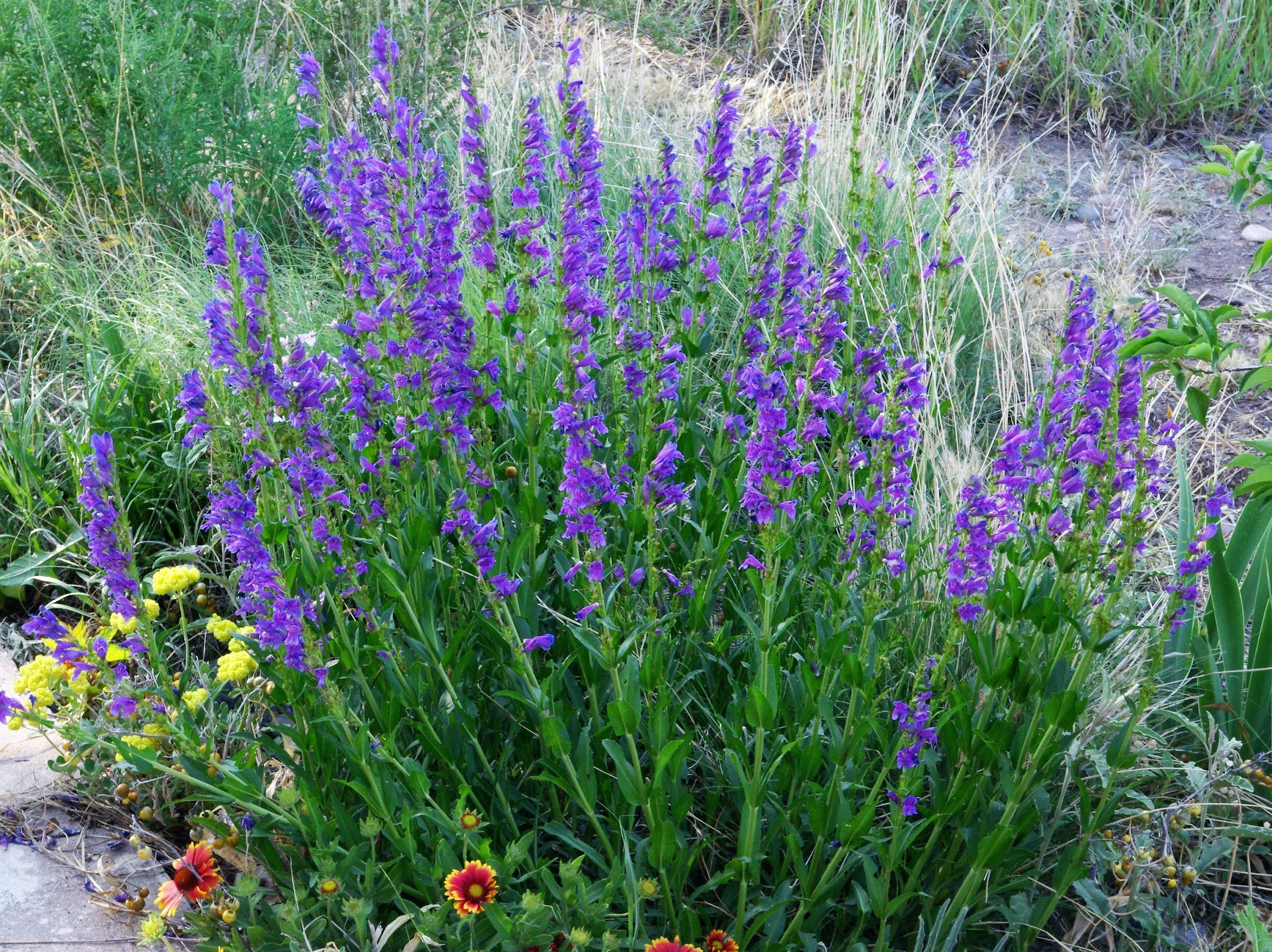 250 NATIVE MIX Beardtongue PENSTEMON Grandiflorus, Strictus, Cobaea, Palmeri, Digitalis, Pallidus - Pink White Blue Purple Flower Seeds - Image 11