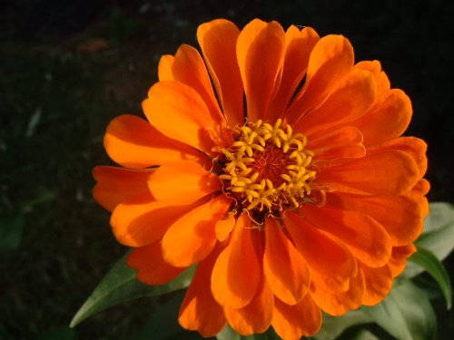 250 ORANGE CLASSIC ZINNIA Elegans (Narrow Leaf Zinnia / Creeping Zinnia) Flower Seeds - Image 4