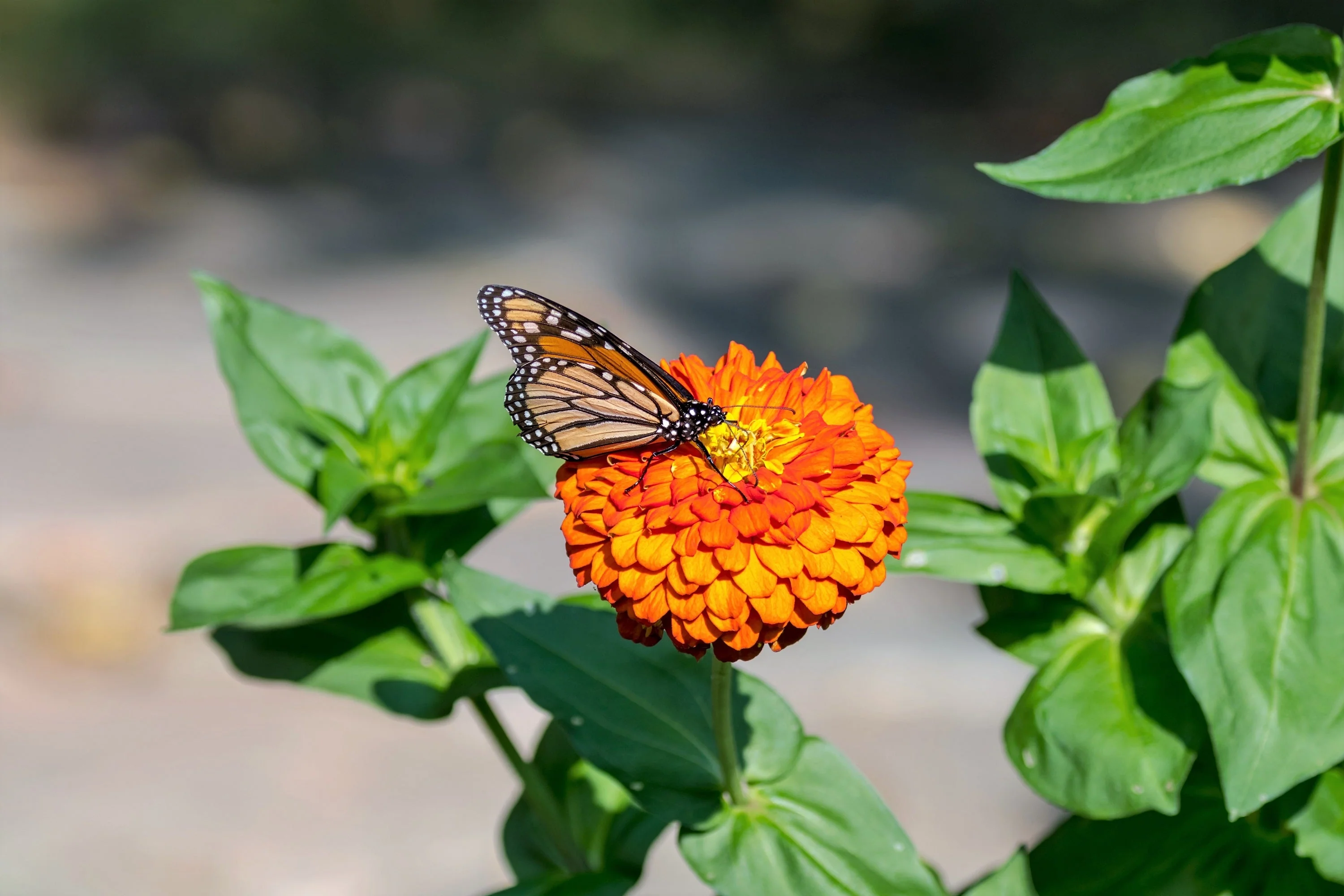 250 ORANGE KING ZINNIA Elegans Flower Seeds - Image 9