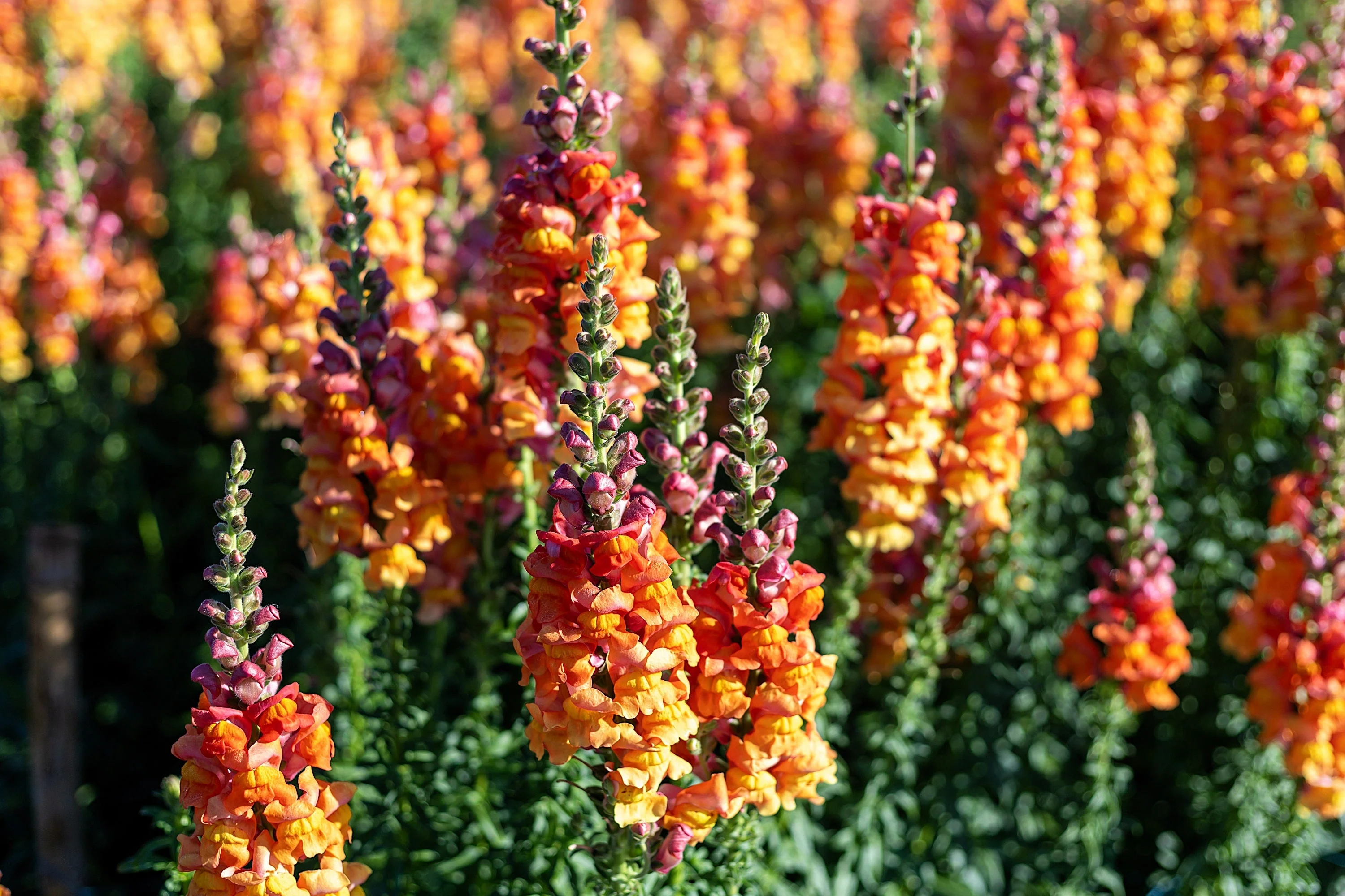 250 ORANGE WONDER SNAPDRAGON Antirrhinum Majus Flower Seeds - Image 6
