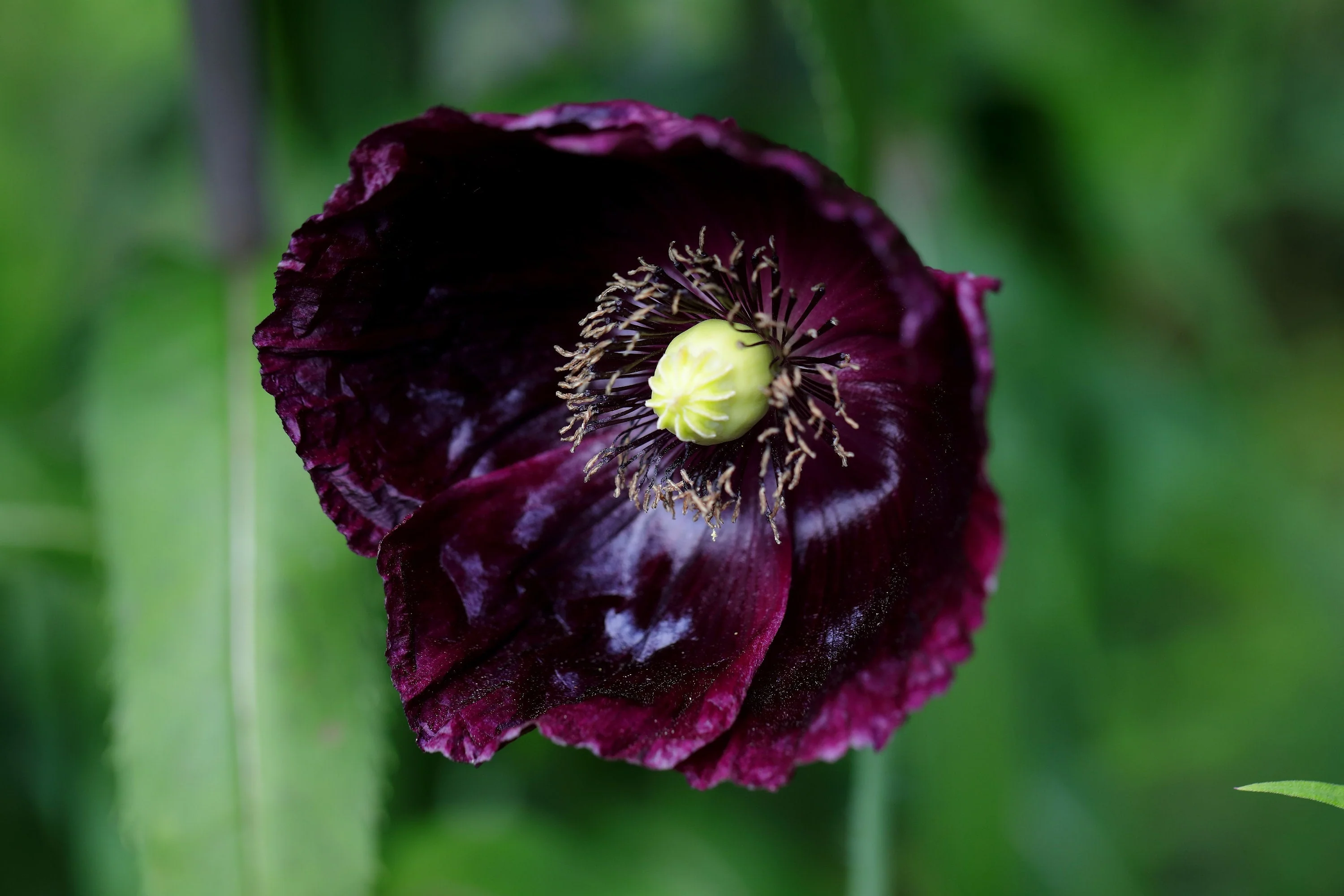 250 Organic AFTER MIDNIGHT POPPY Darkest Purple Almost Black Papaver Somniferum Flower Seeds - Image 2
