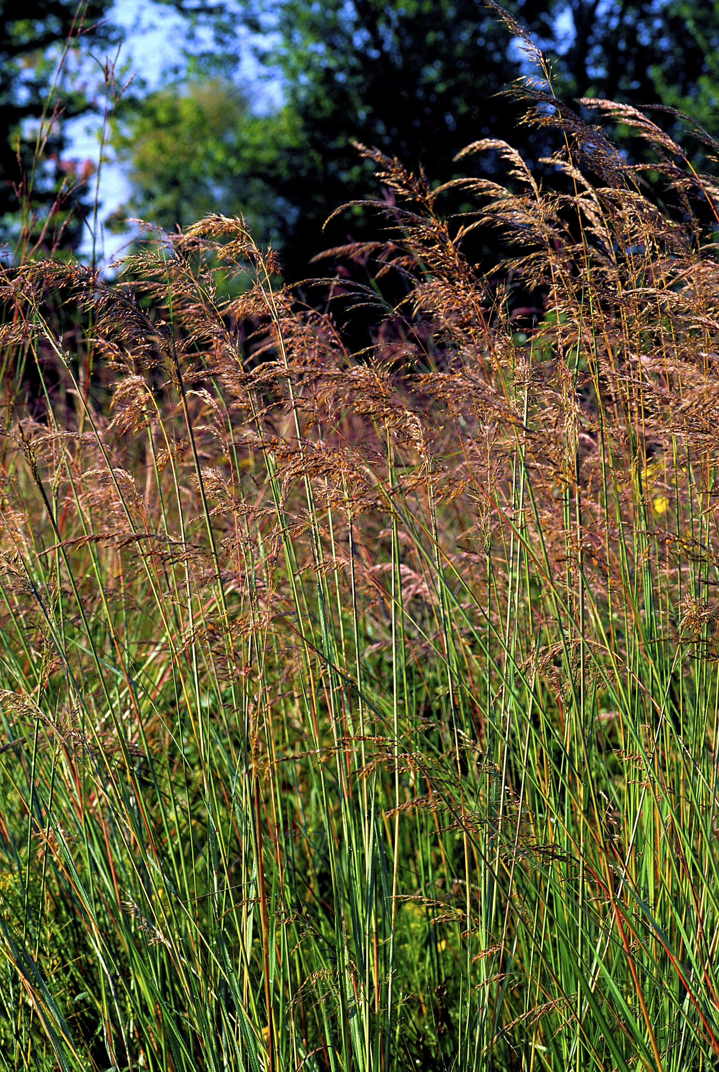 250 Ornamental INDIAN GRASS Sorghastrum Nutans Native Indiangrass Seeds - Image 6