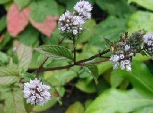 250 PEPPERMINT MINT Mentha Piperita Herb Flower Seeds - Image 2