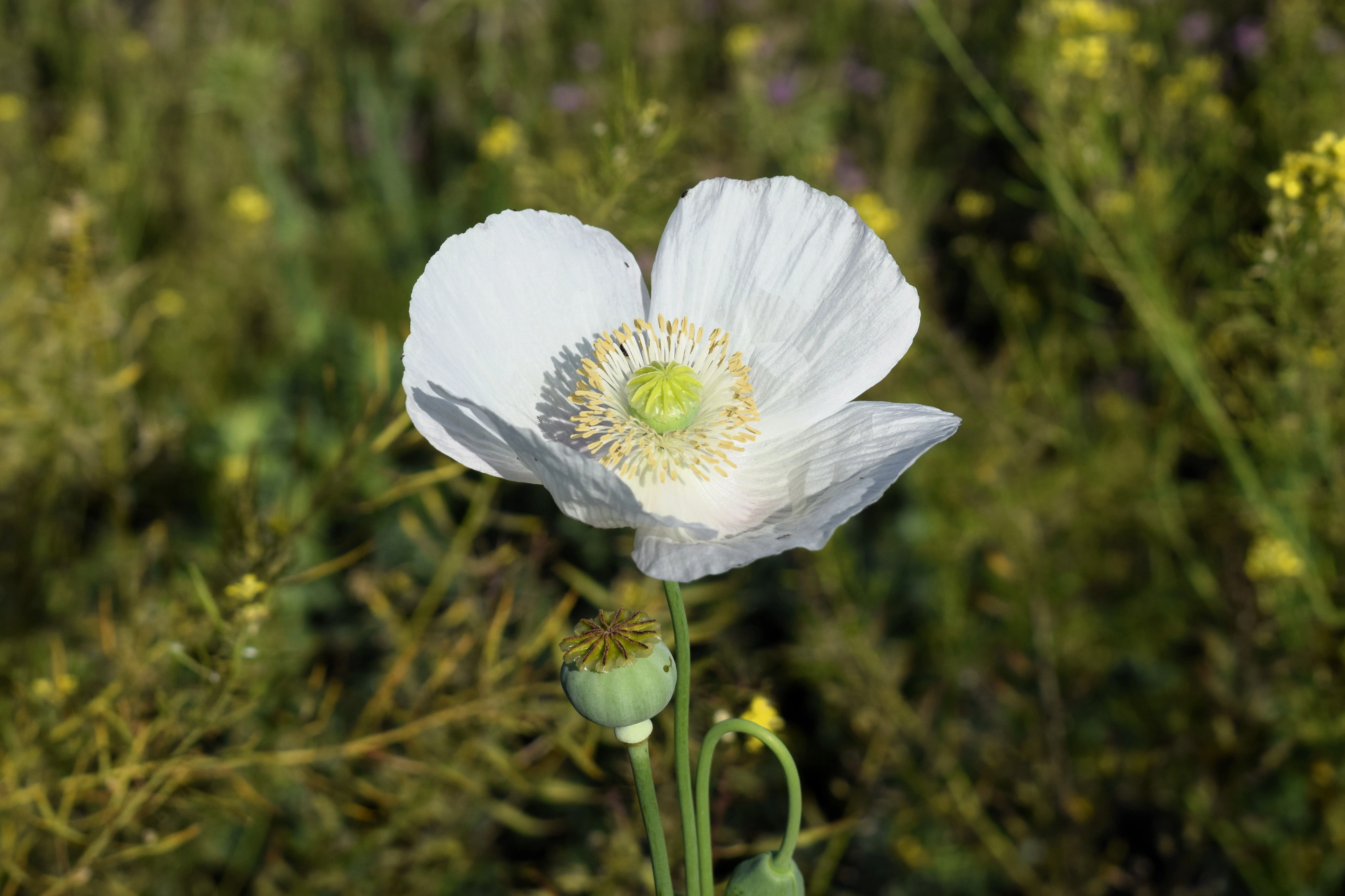 250 PERSIAN WHITE POPPY Papaver Somniferum Flower Seeds - Image 5