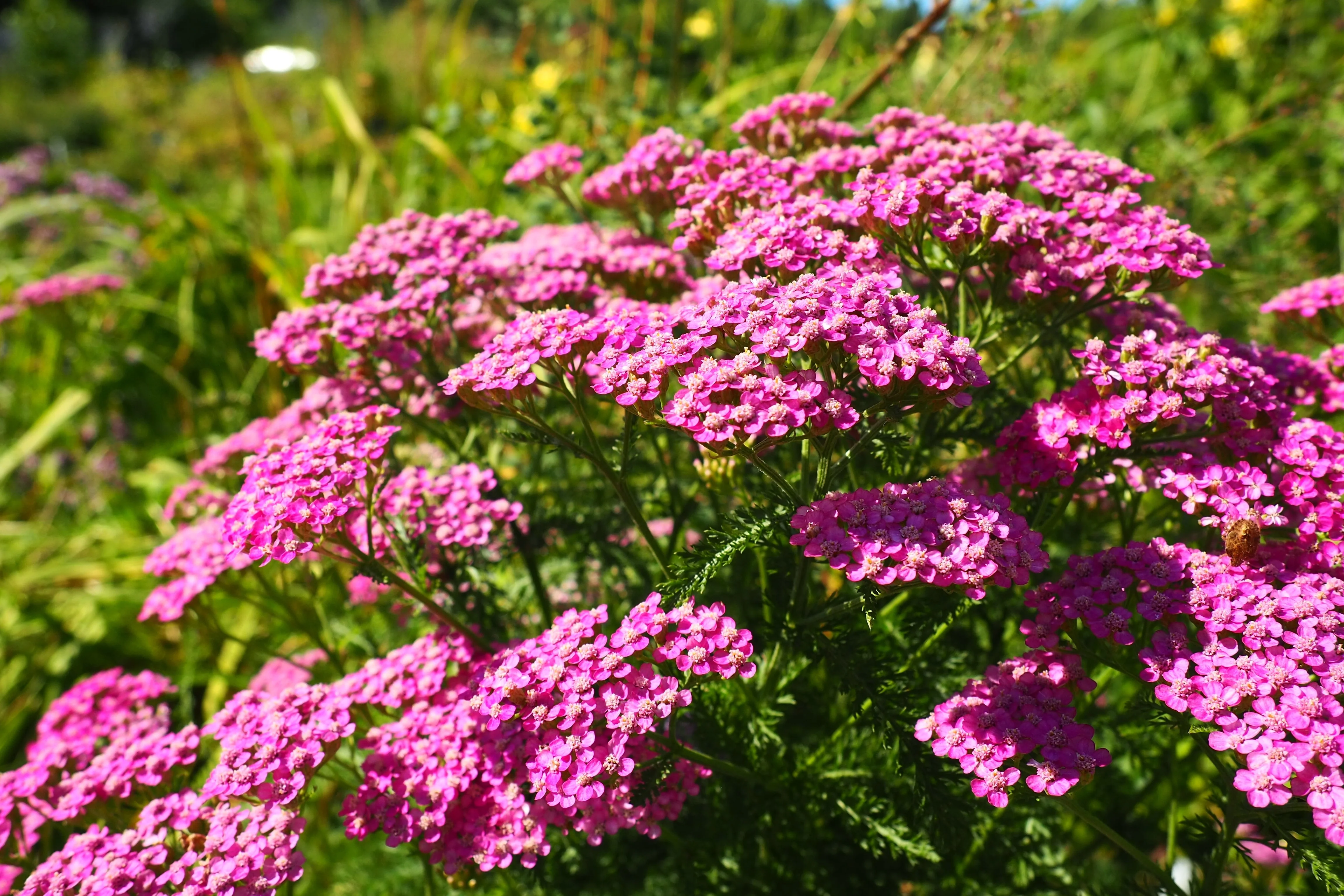 250 PINK Cerise QUEEN YARROW Achillea Millefolium Flower Seeds - Image 5