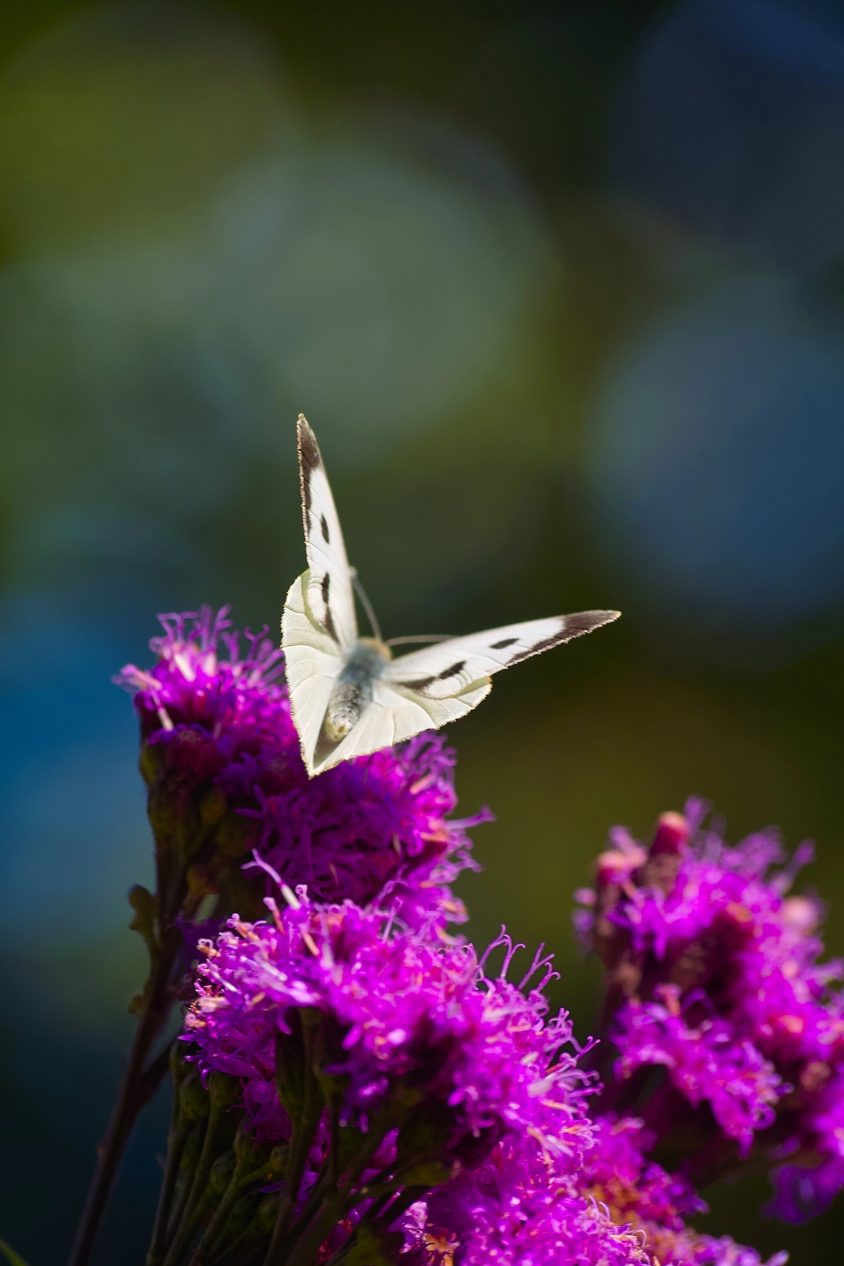 250 PURPLE IRONWEED Prairie Vernonia Fasciculata Flower Seeds - Image 5