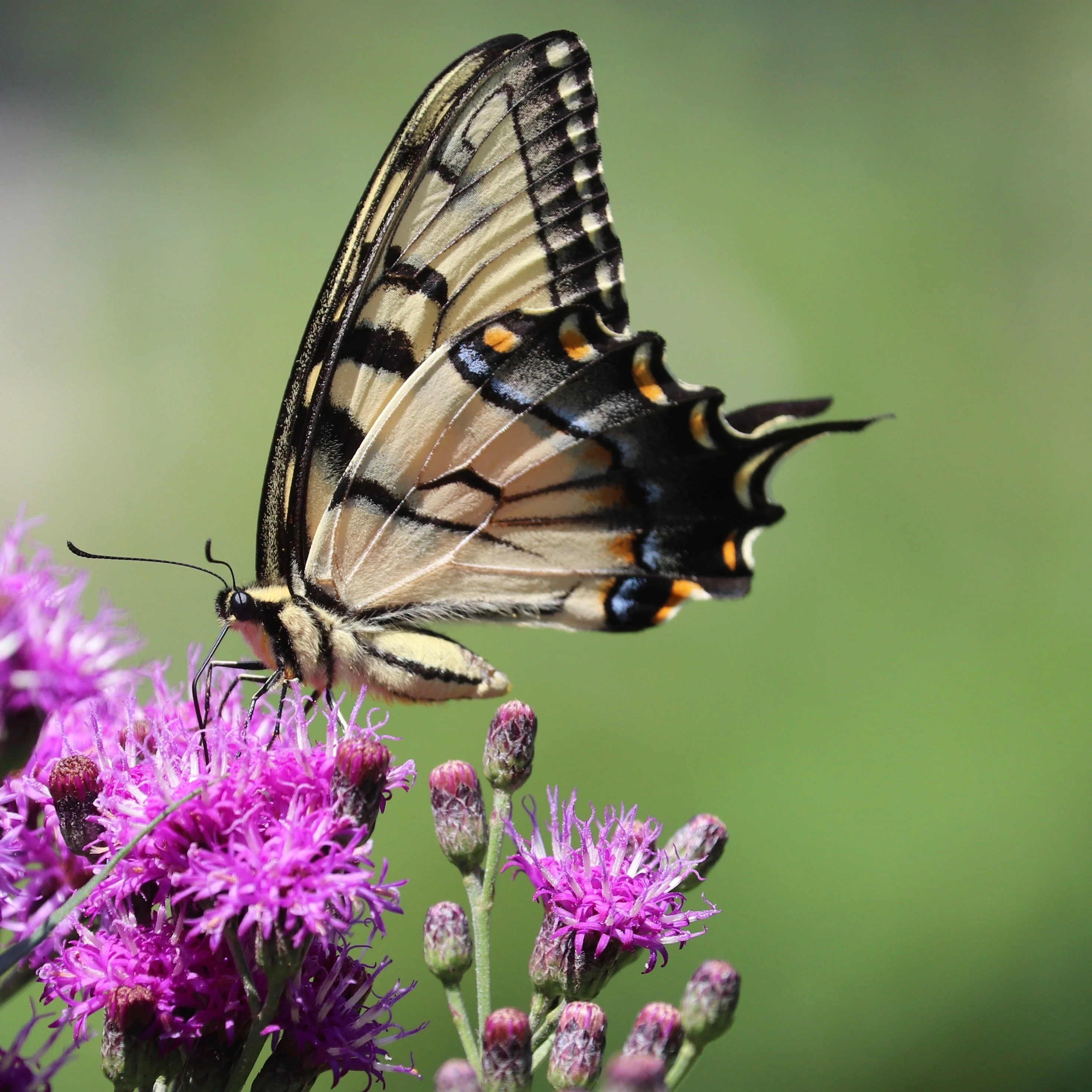 250 PURPLE IRONWEED Prairie Vernonia Fasciculata Flower Seeds - Image 6