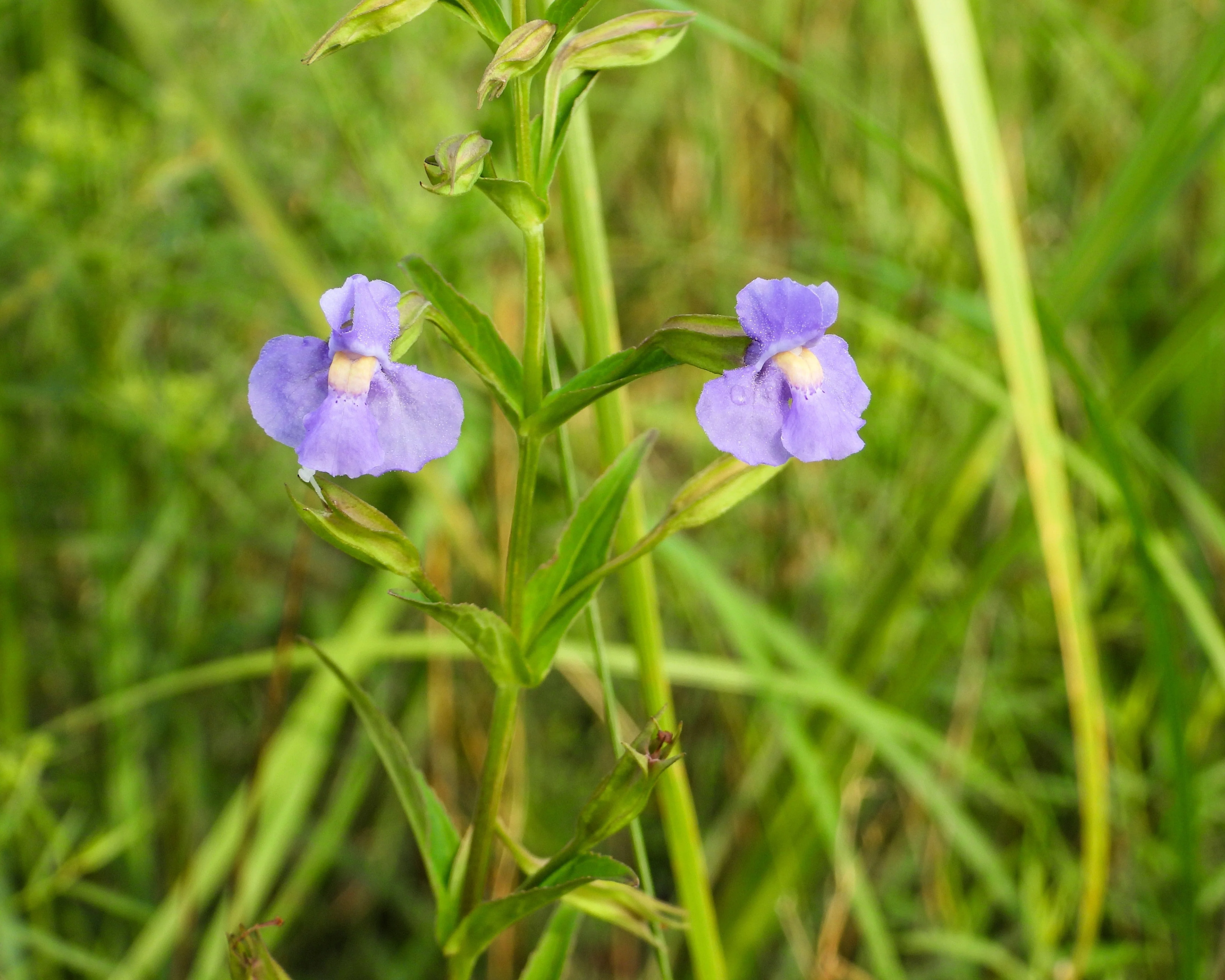 250 PURPLE MONKEY FLOWER Mimulus Ringens Seeds - Image 5