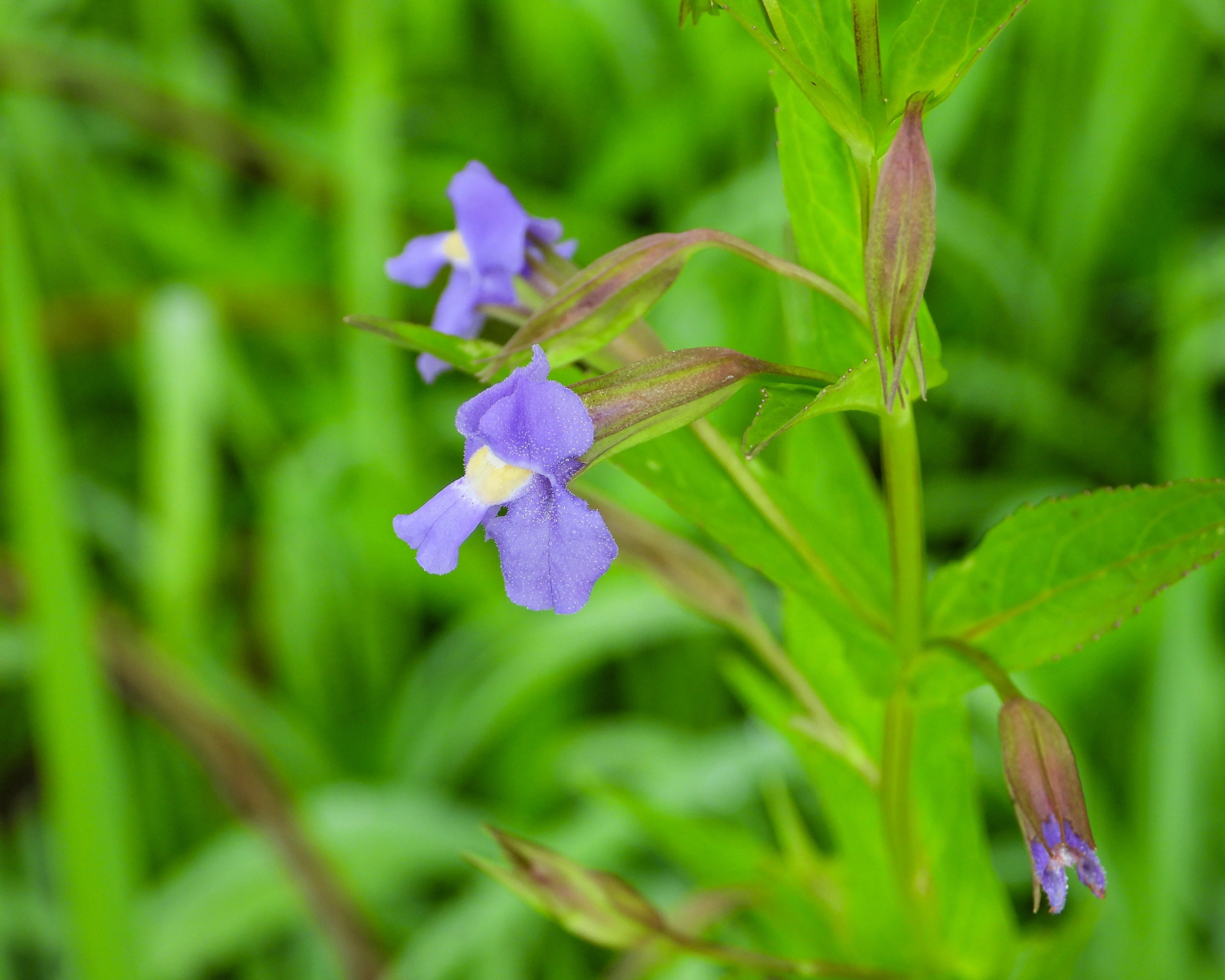 250 PURPLE MONKEY FLOWER Mimulus Ringens Seeds - Image 6