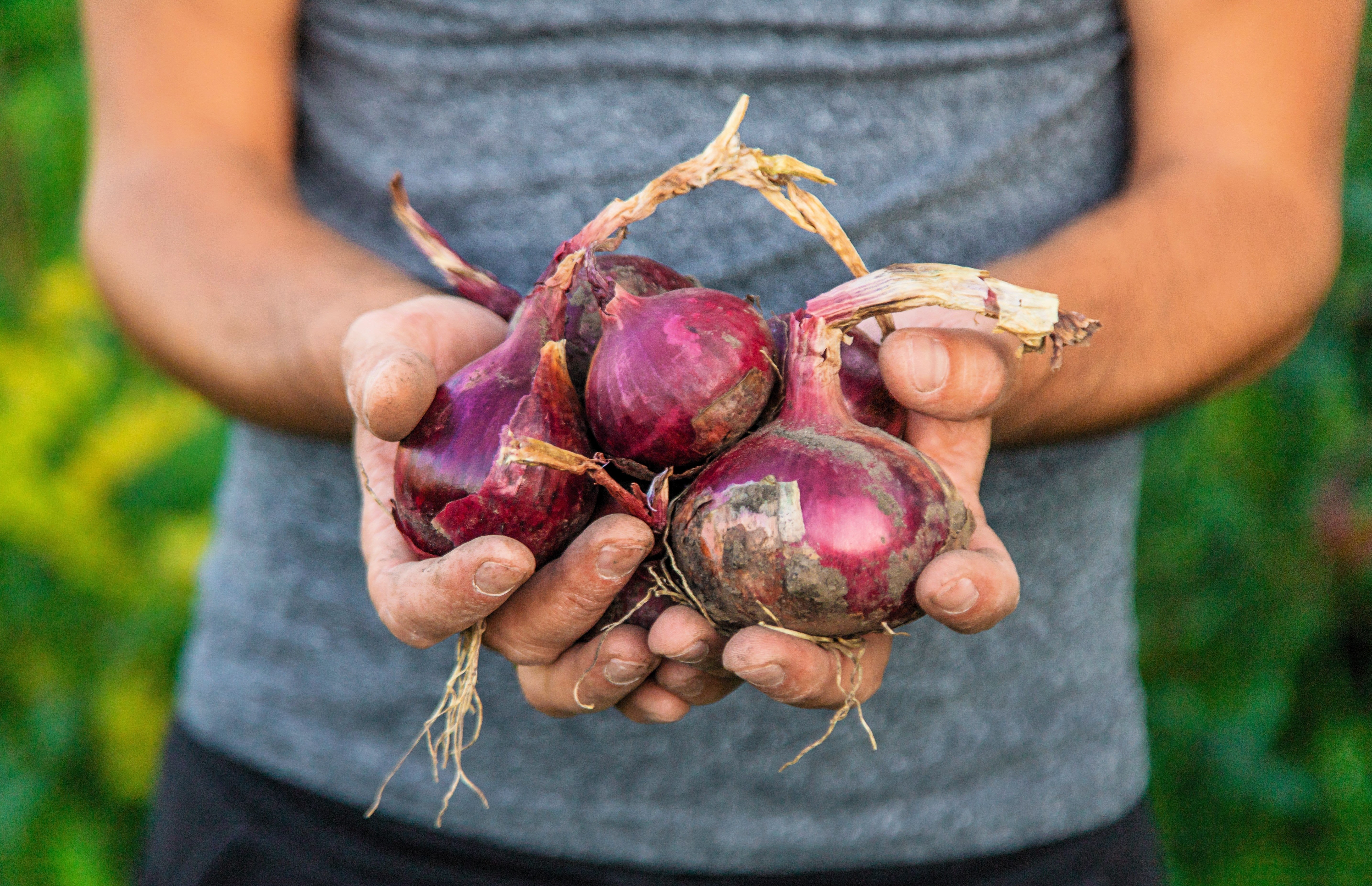 250 RED BURGUNDY ONION Allium Cepa Vegetable Seeds - Image 5